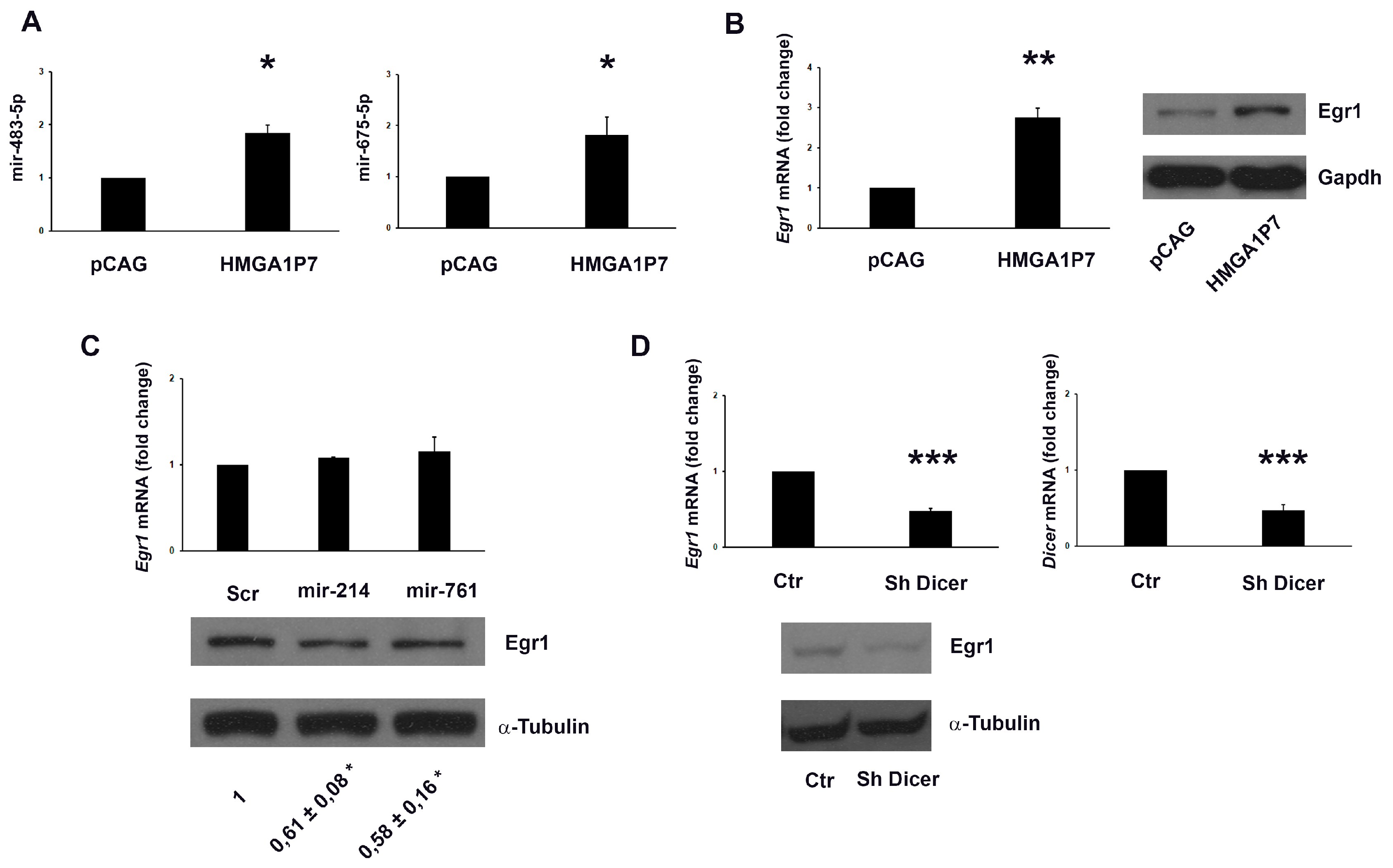 Genes 08 00330 g004 Genes 08 00330 g004