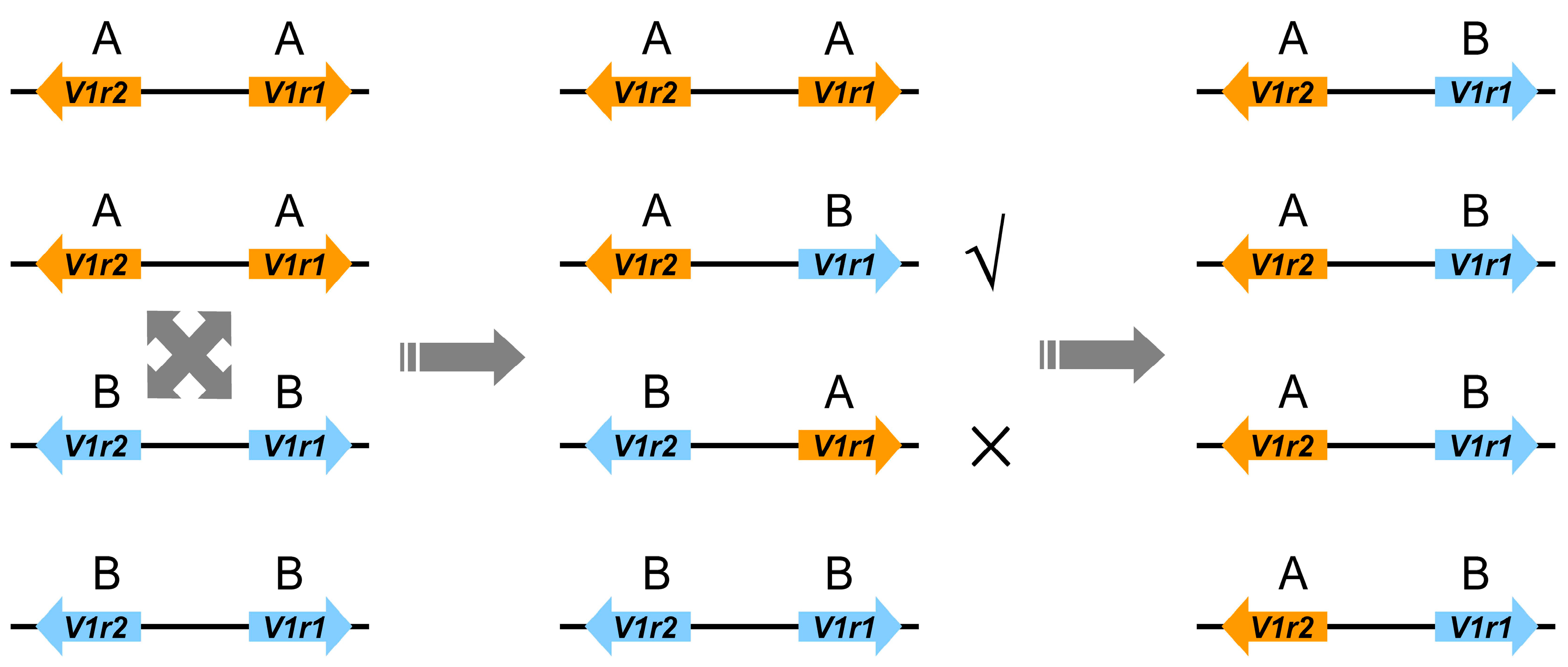 Genes 08 00334 g005