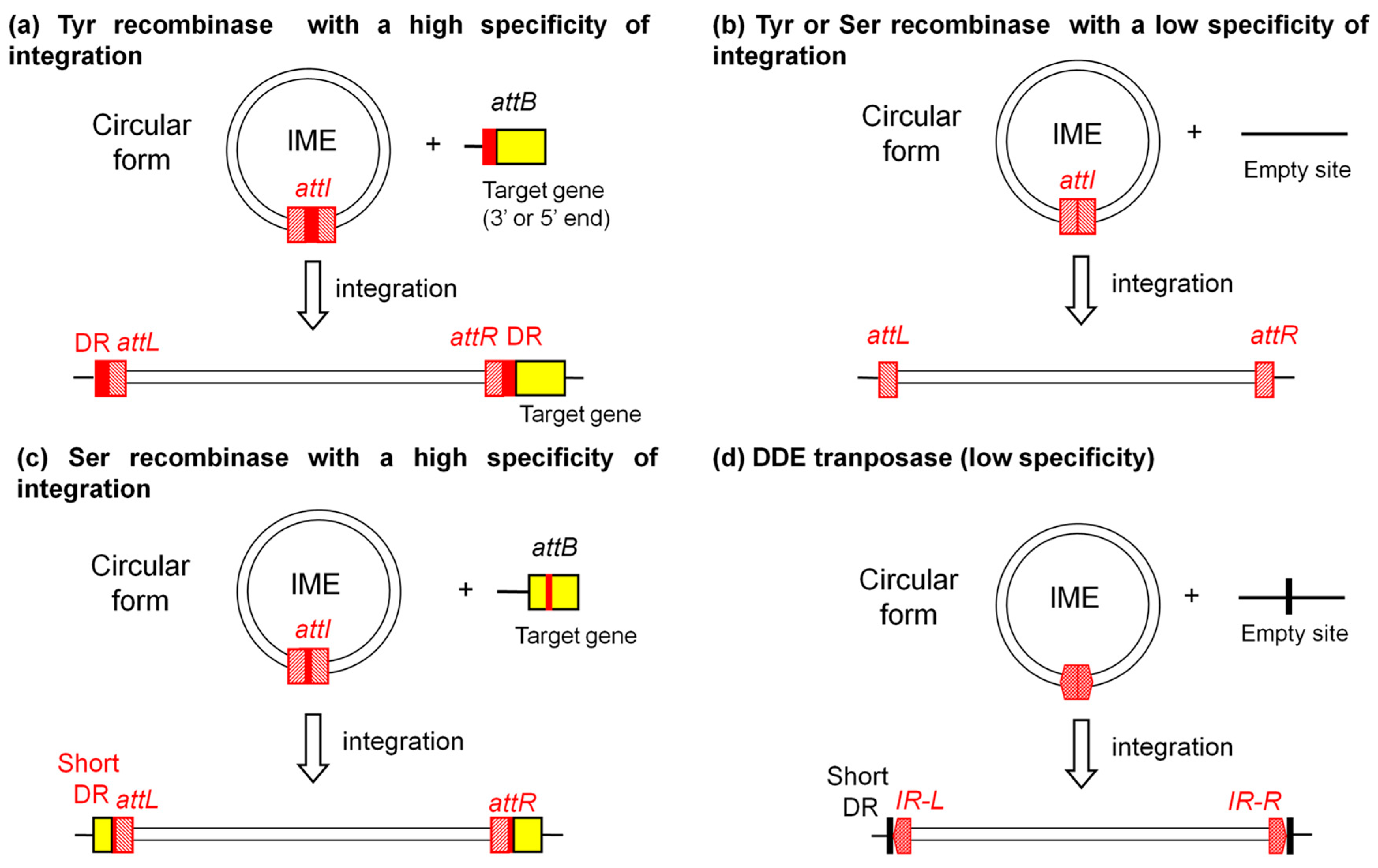 Genes 08 00337 g001 Genes 08 00337 g001
