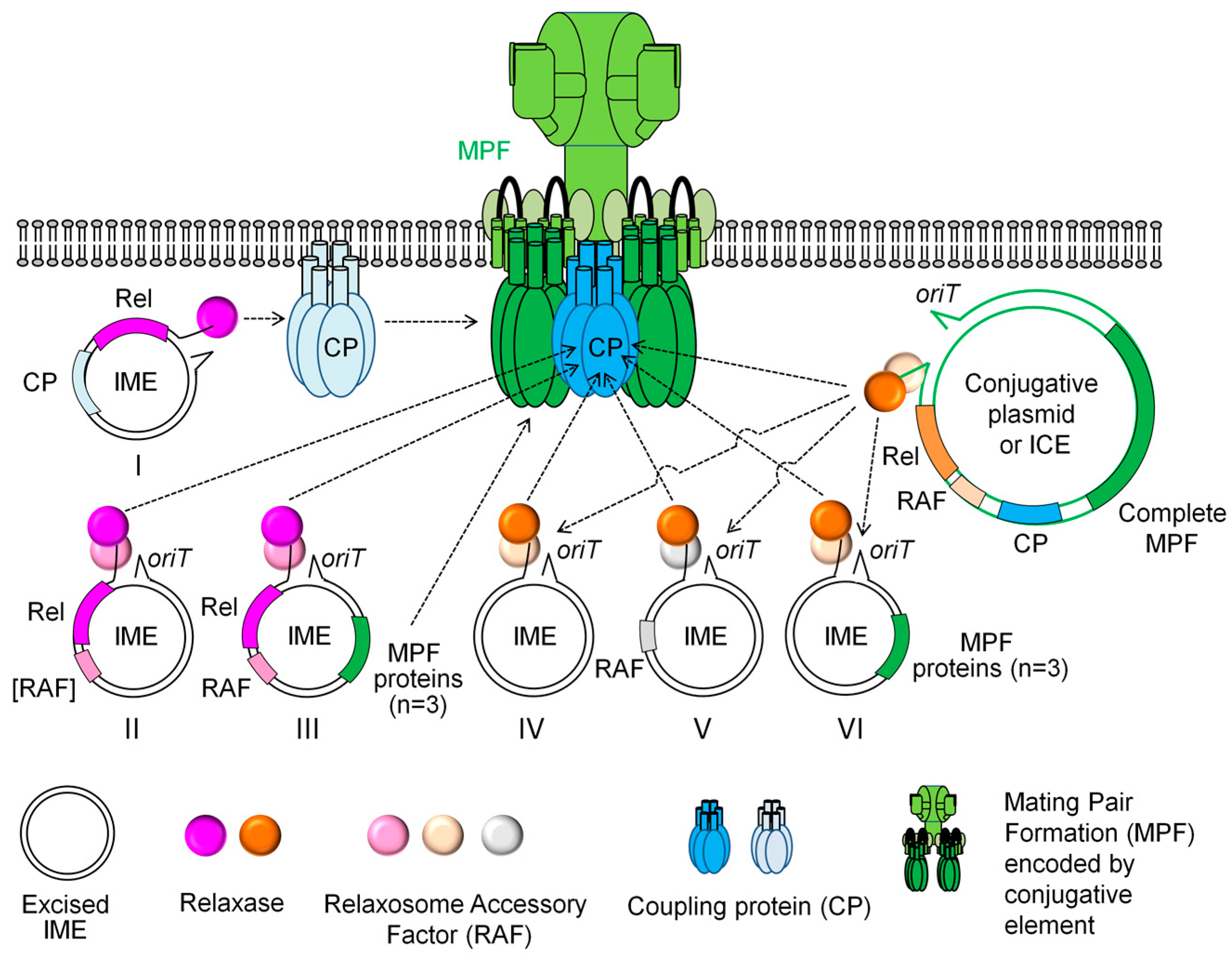 Genes 08 00337 g003 Genes 08 00337 g003