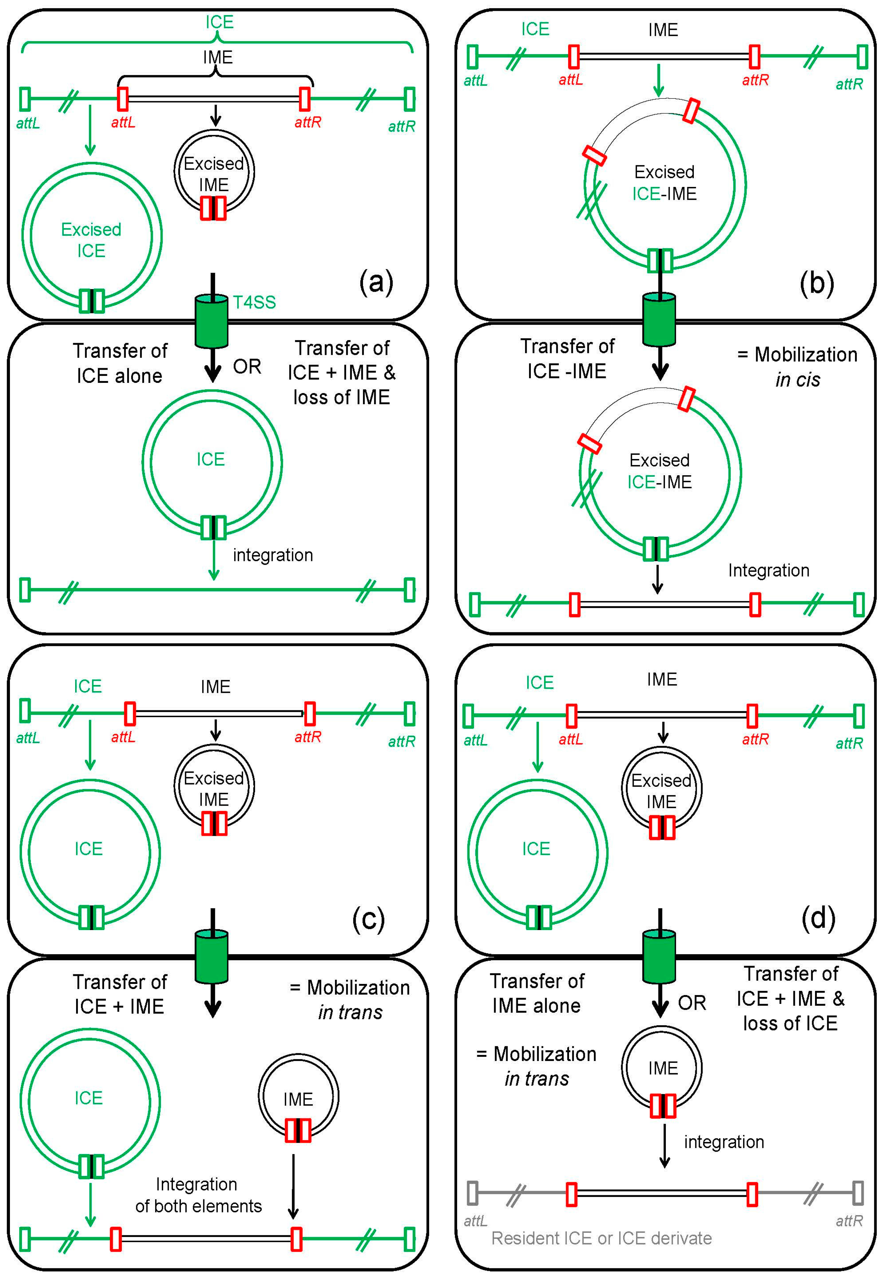 Genes 08 00337 g004 Genes 08 00337 g004