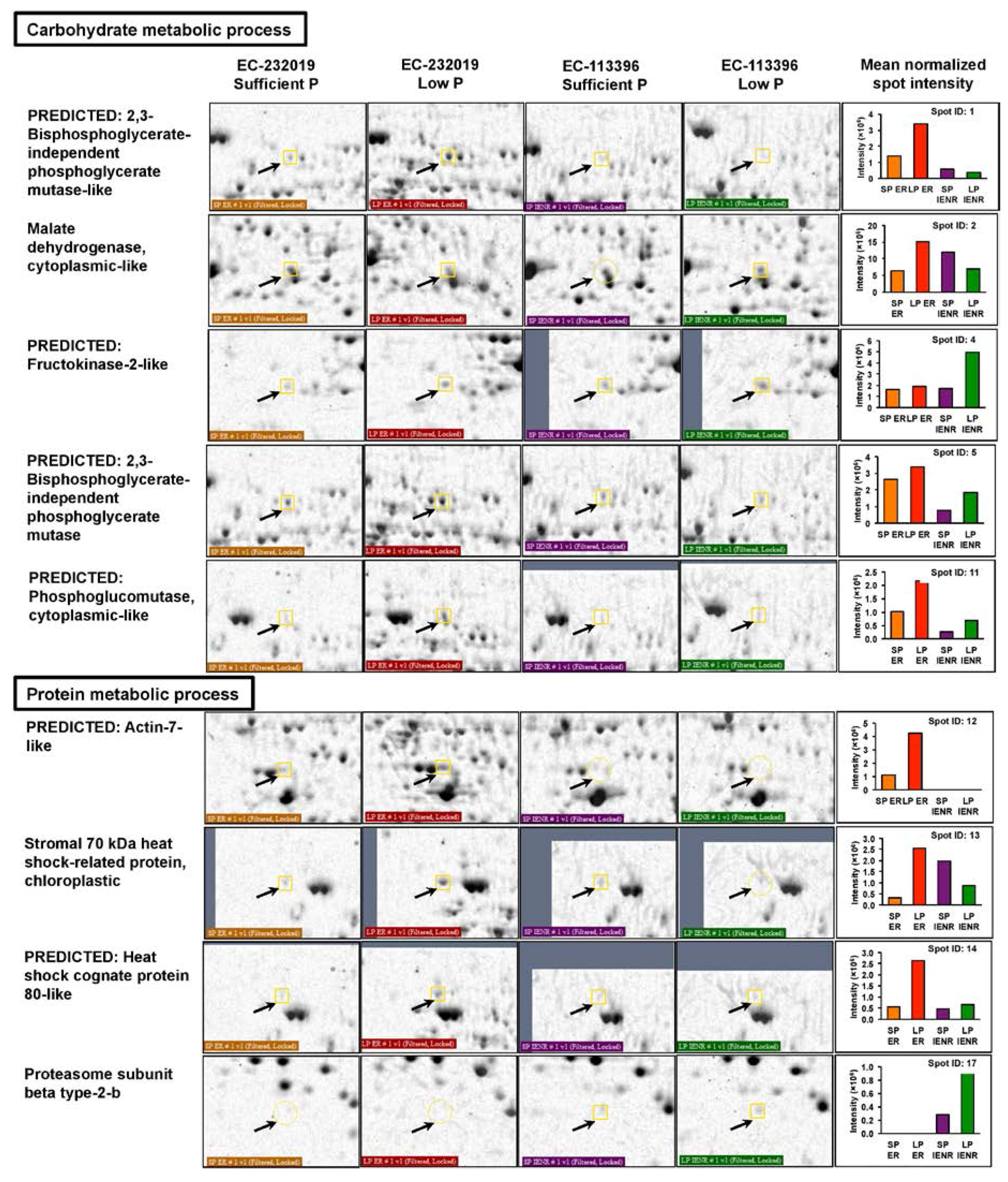 Genes 08 00341 g004a Genes 08 00341 g004a