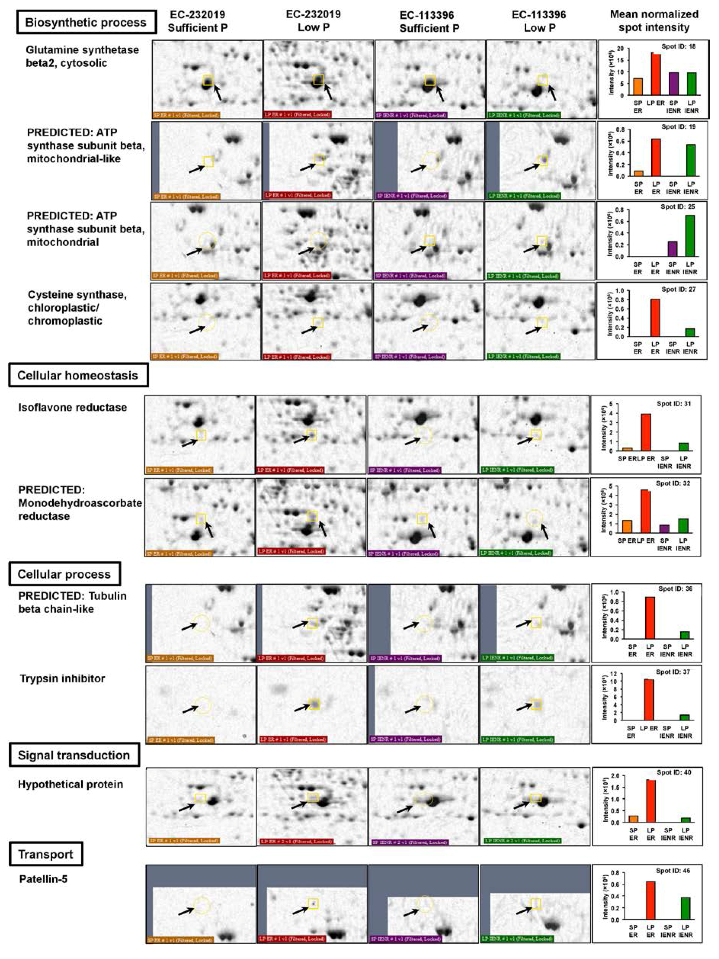 Genes 08 00341 g004b Genes 08 00341 g004b