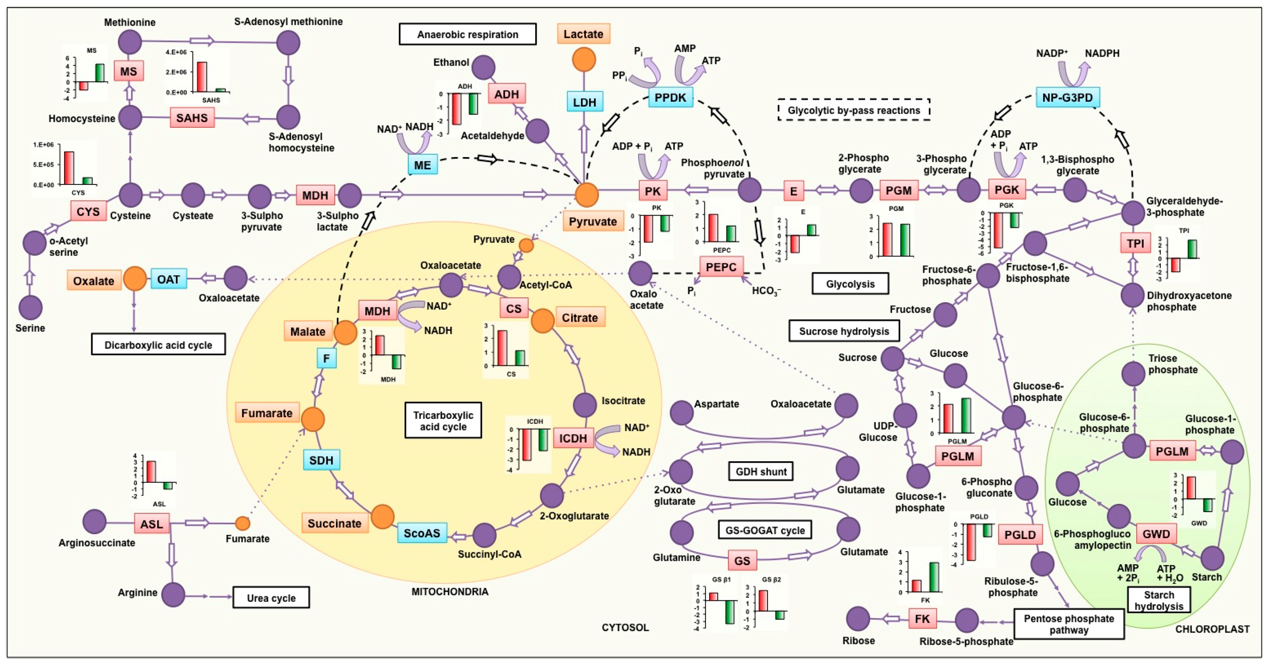 Genes 08 00341 g007 Genes 08 00341 g007