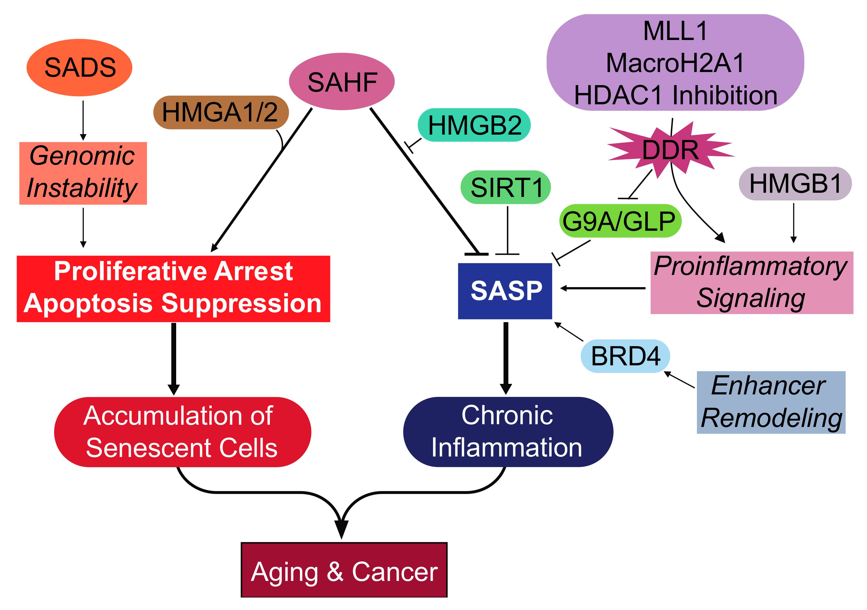 Genes 08 00343 g001 550