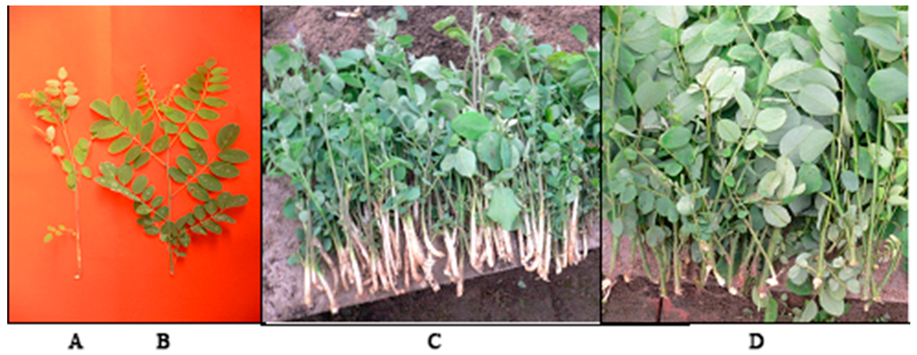 Genes 08 00345 g001 Genes 08 00345 g001