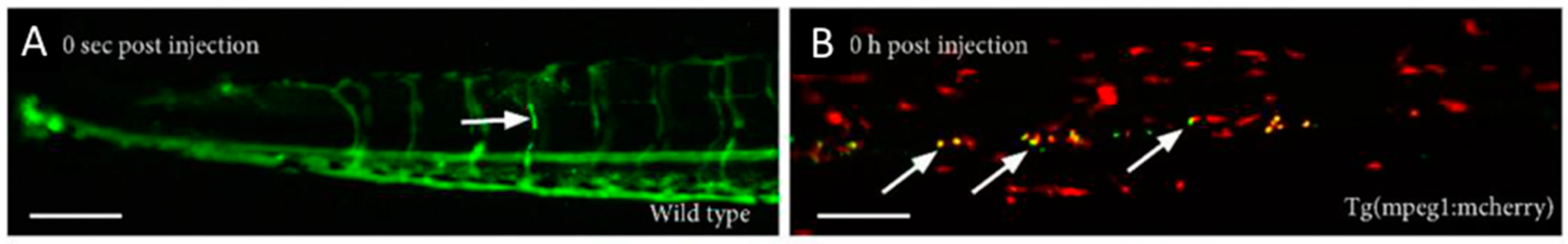 Genes 08 00349 g001 Genes 08 00349 g001