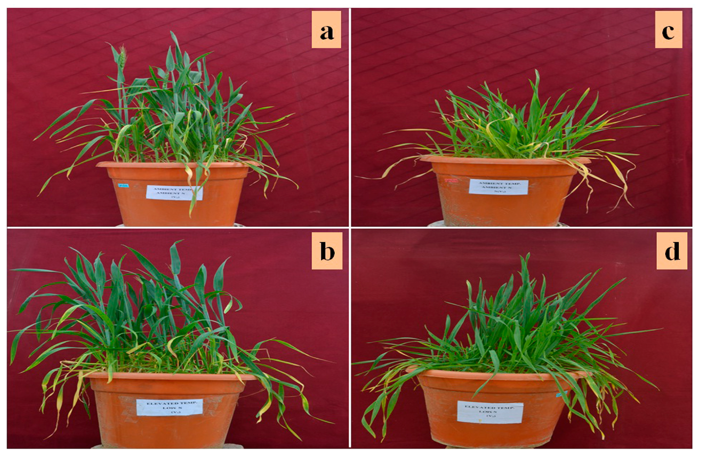 Genes 08 00356 g001 Genes 08 00356 g001