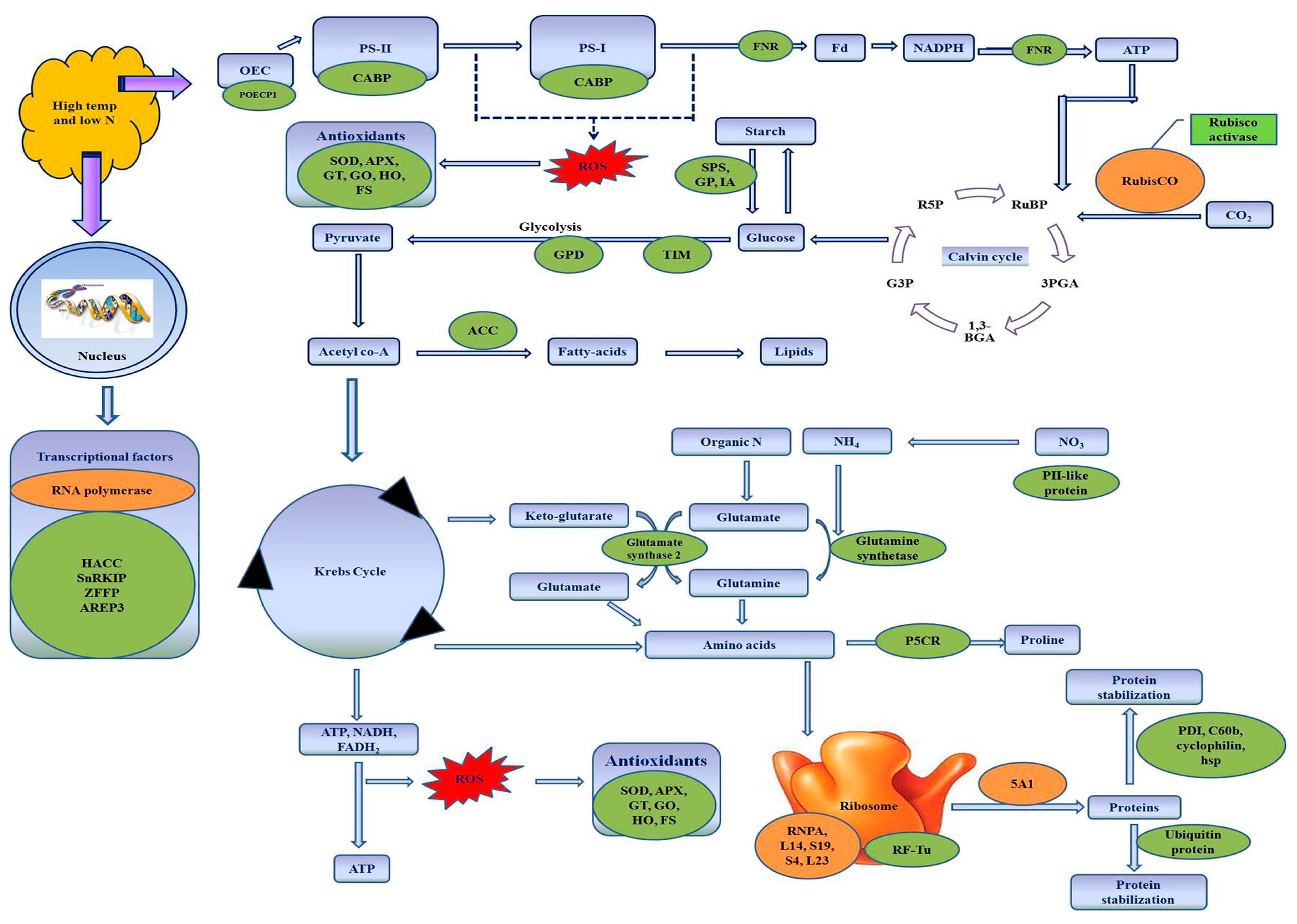 Genes 08 00356 g005 Genes 08 00356 g005