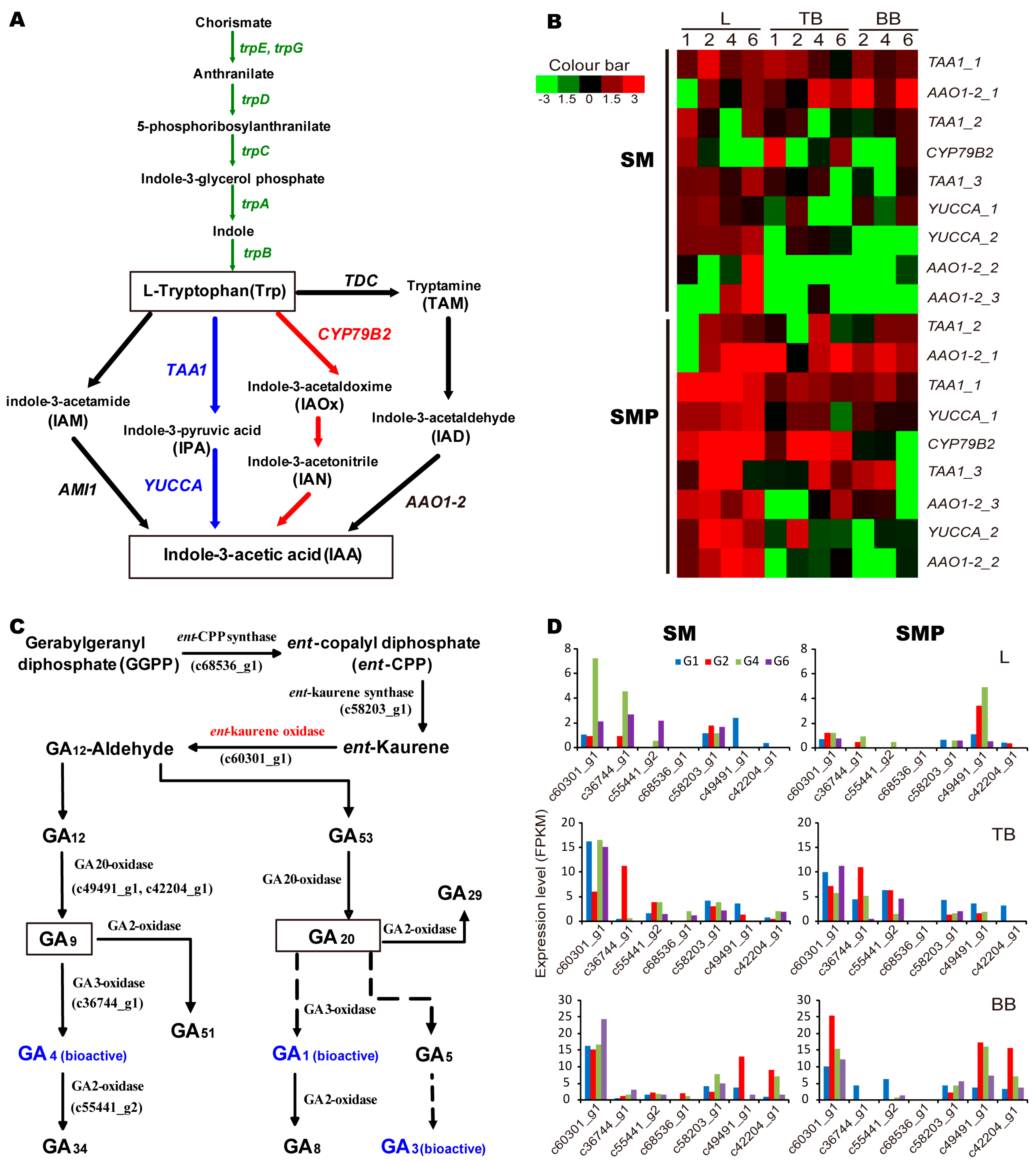 Genes 08 00359 g005 Genes 08 00359 g005