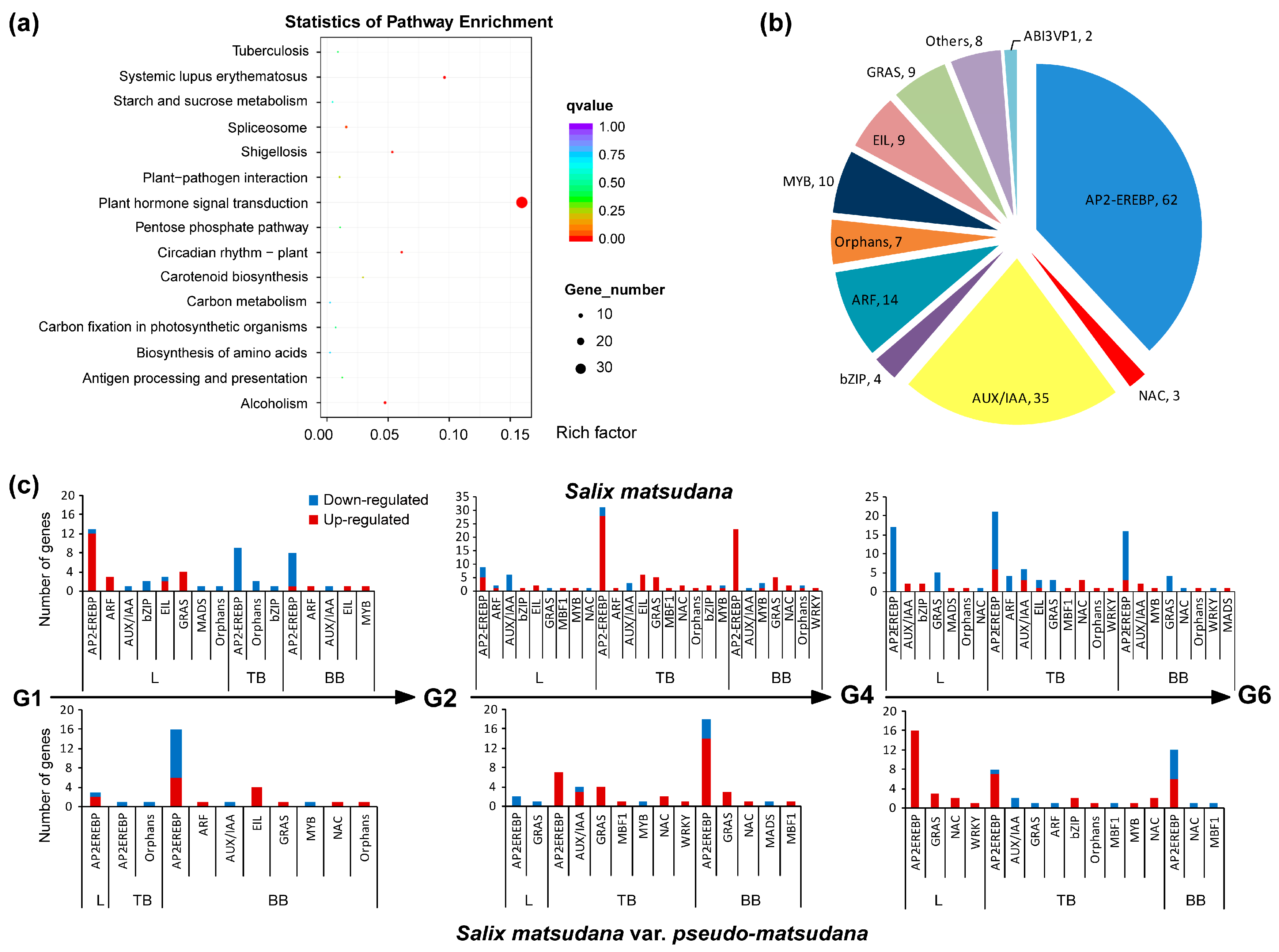 Genes 08 00359 g006 Genes 08 00359 g006