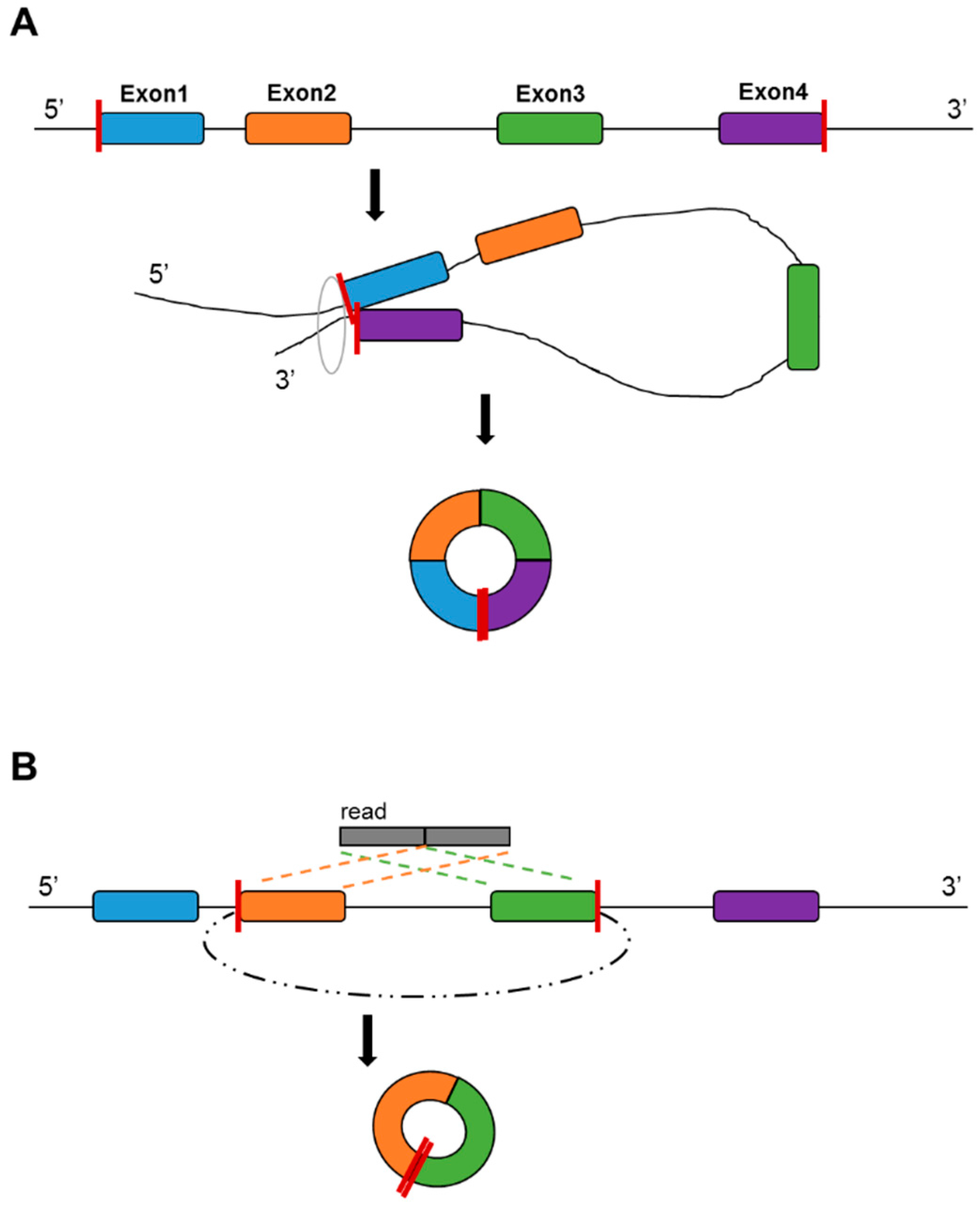 Genes 08 00366 g003 Genes 08 00366 g003