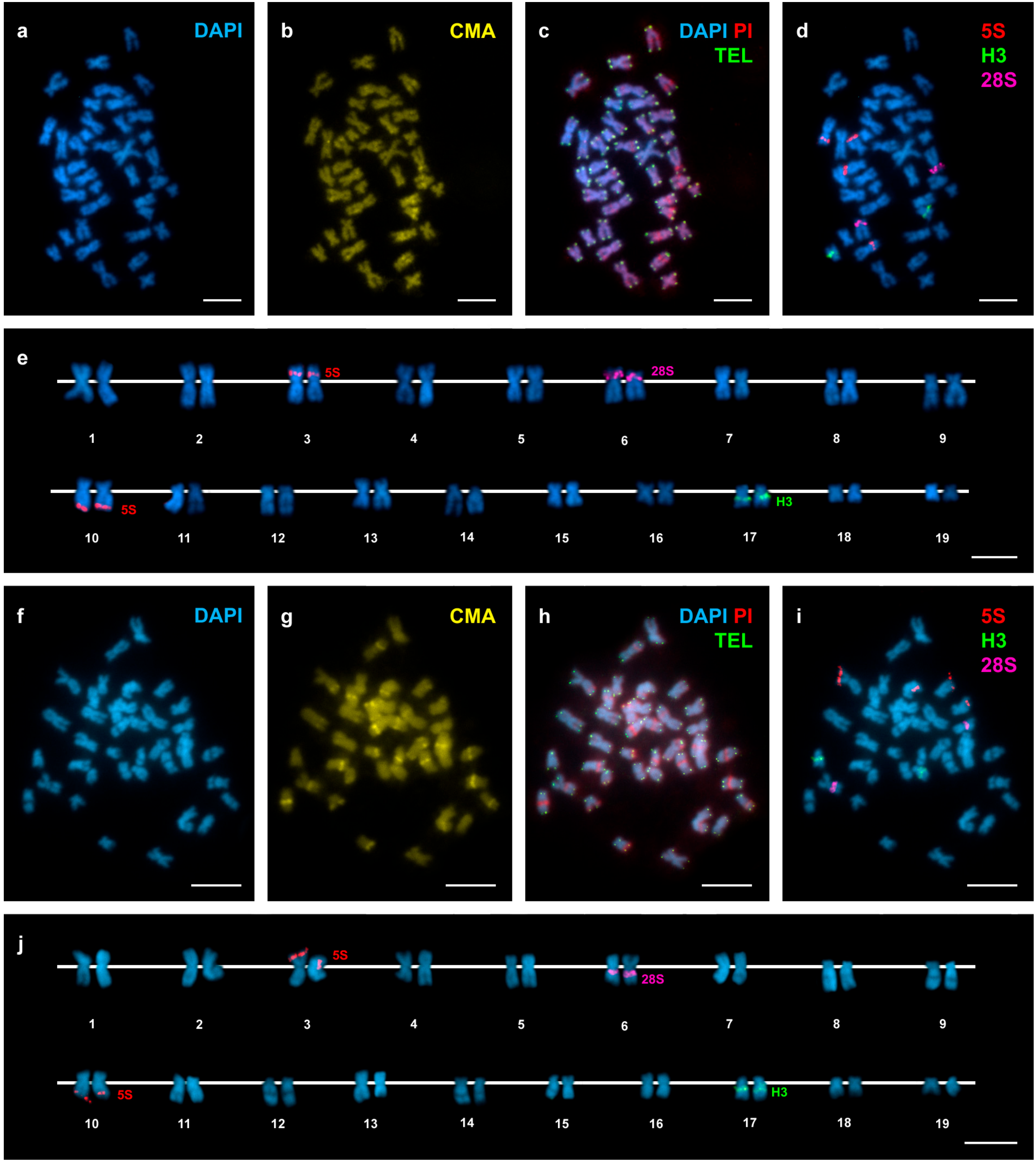 Genes 08 00370 g002