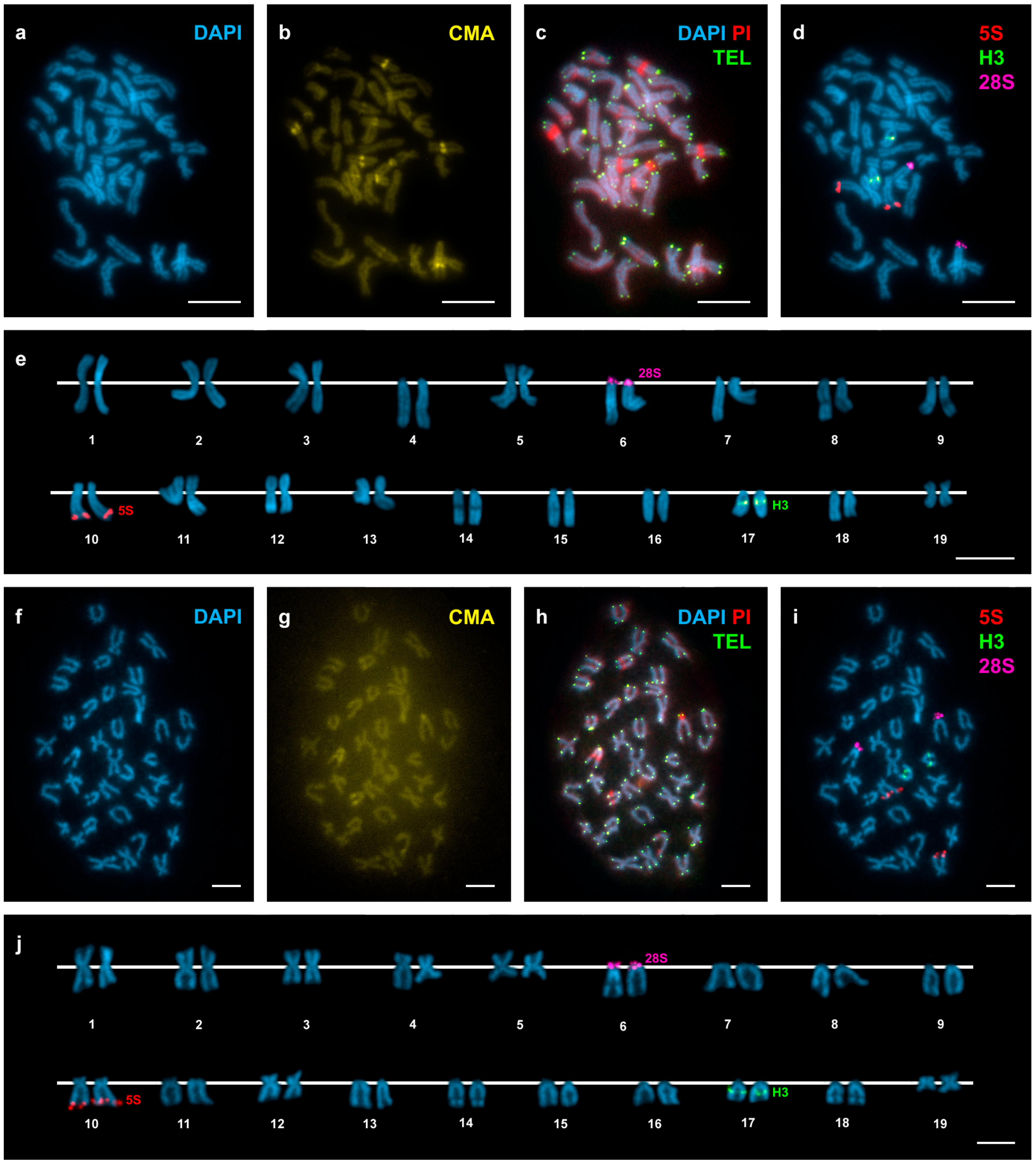 Genes 08 00370 g003