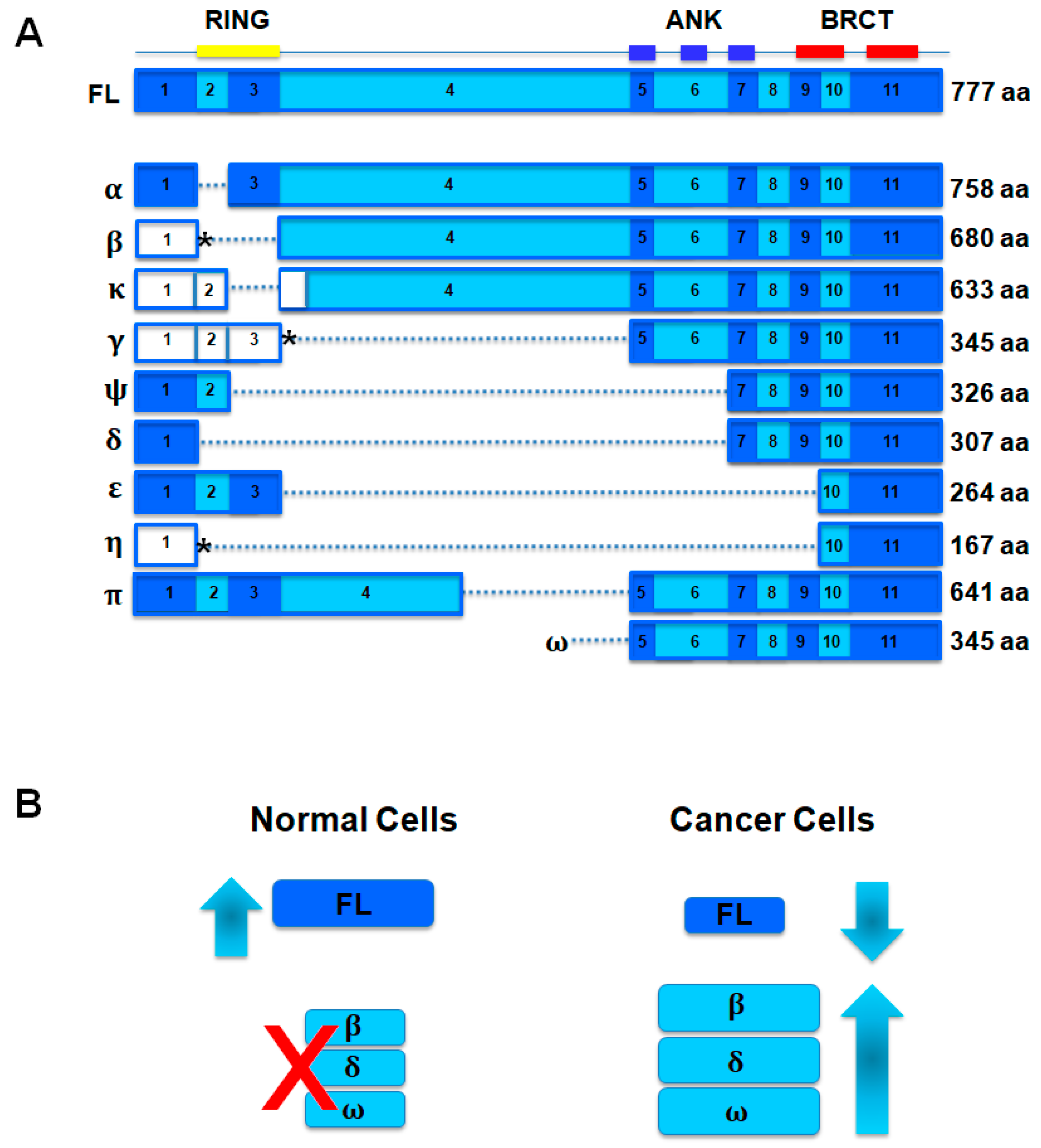 Genes 08 00375 g001