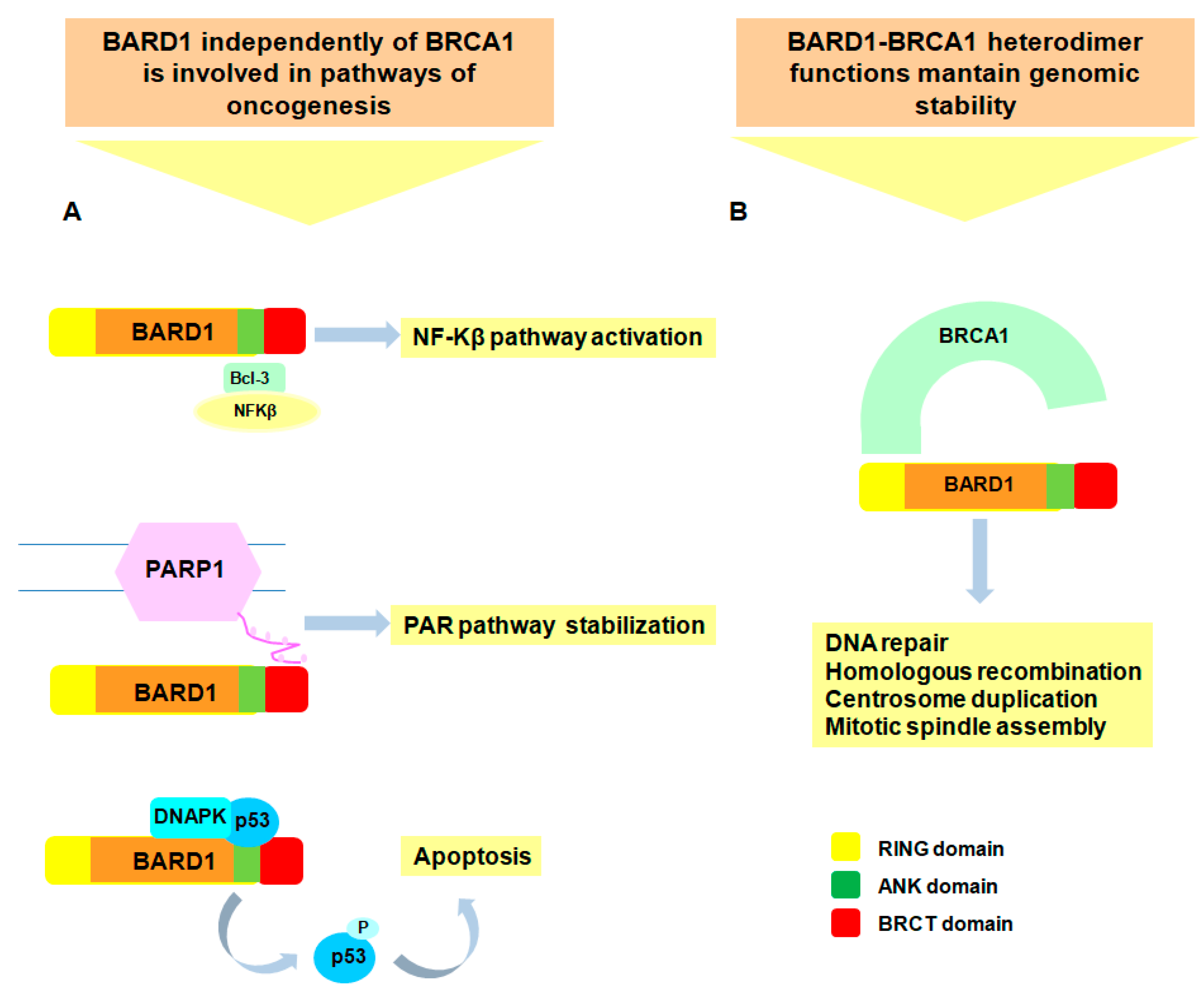 Genes 08 00375 g003