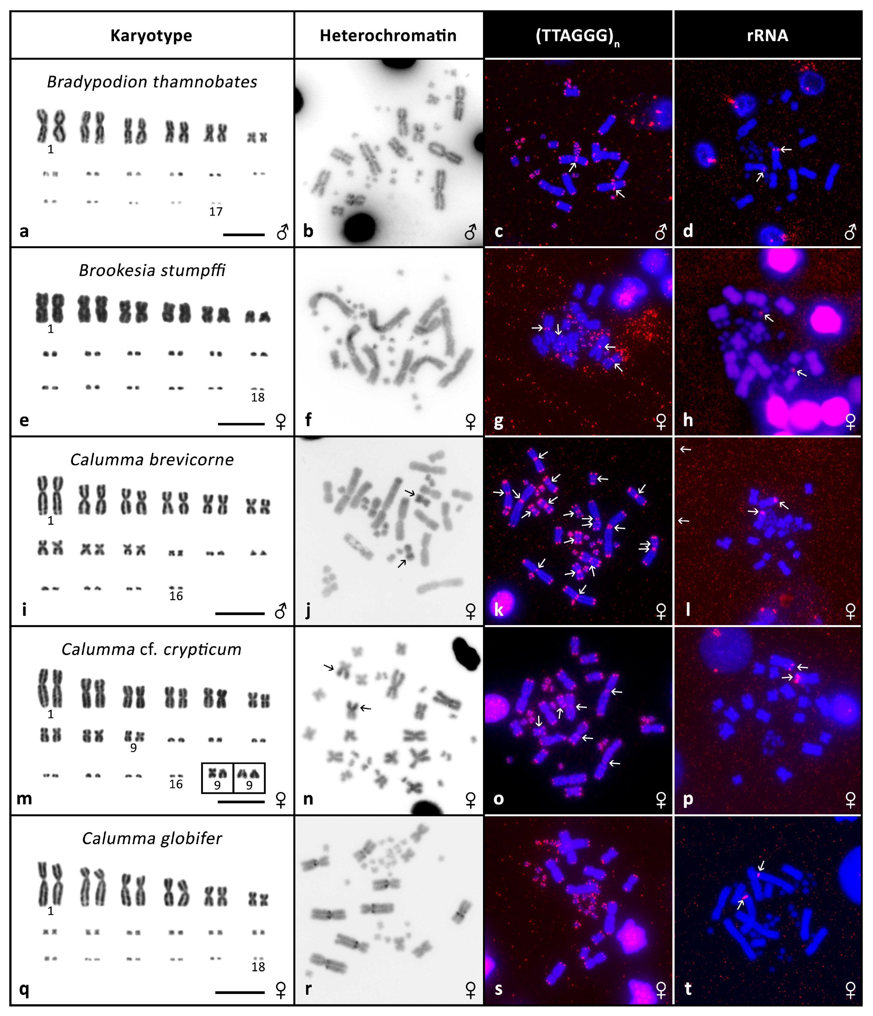 Genes Free Full Text Evolution Of Karyotypes In Chameleons Html