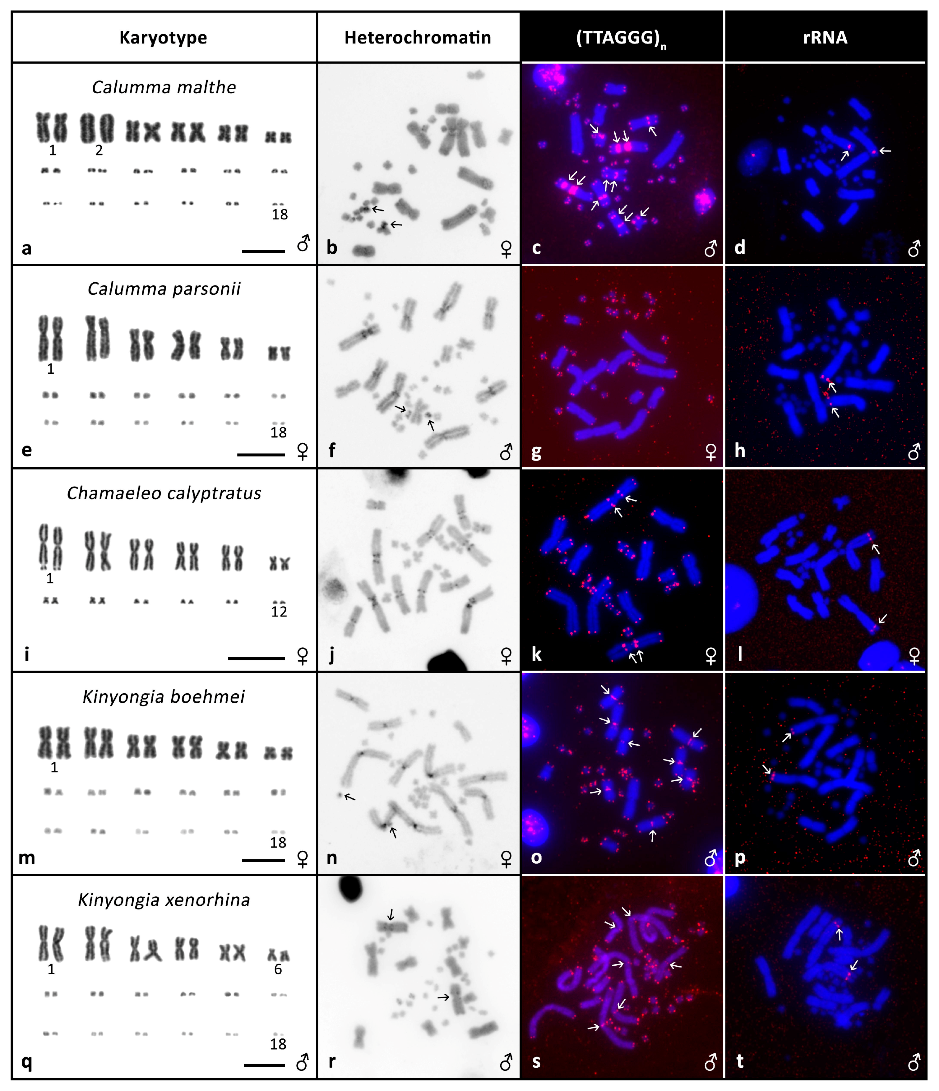 Genes Free Full Text Evolution Of Karyotypes In Chameleons Html