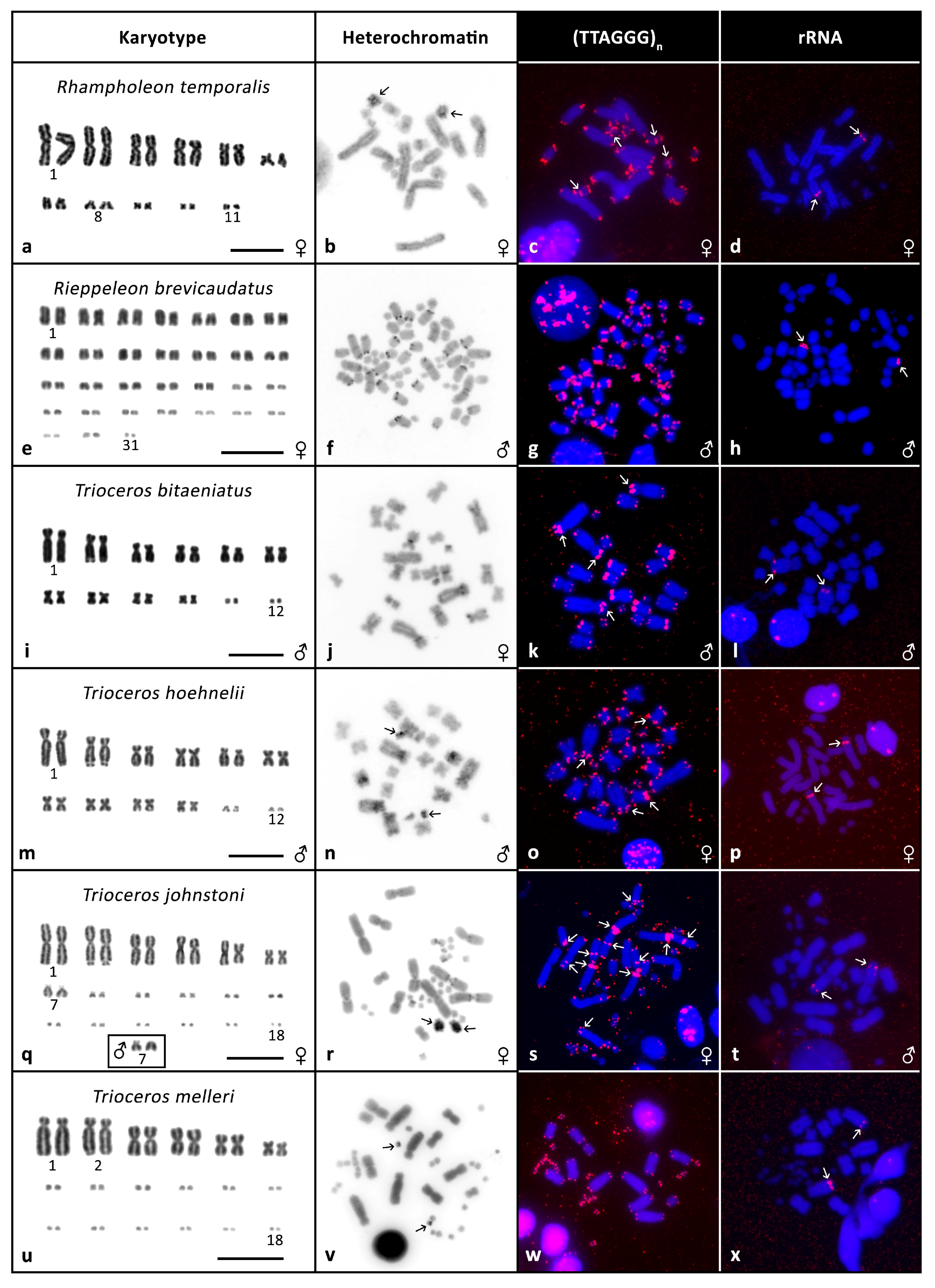 Genes Free Full Text Evolution Of Karyotypes In Chameleons Html