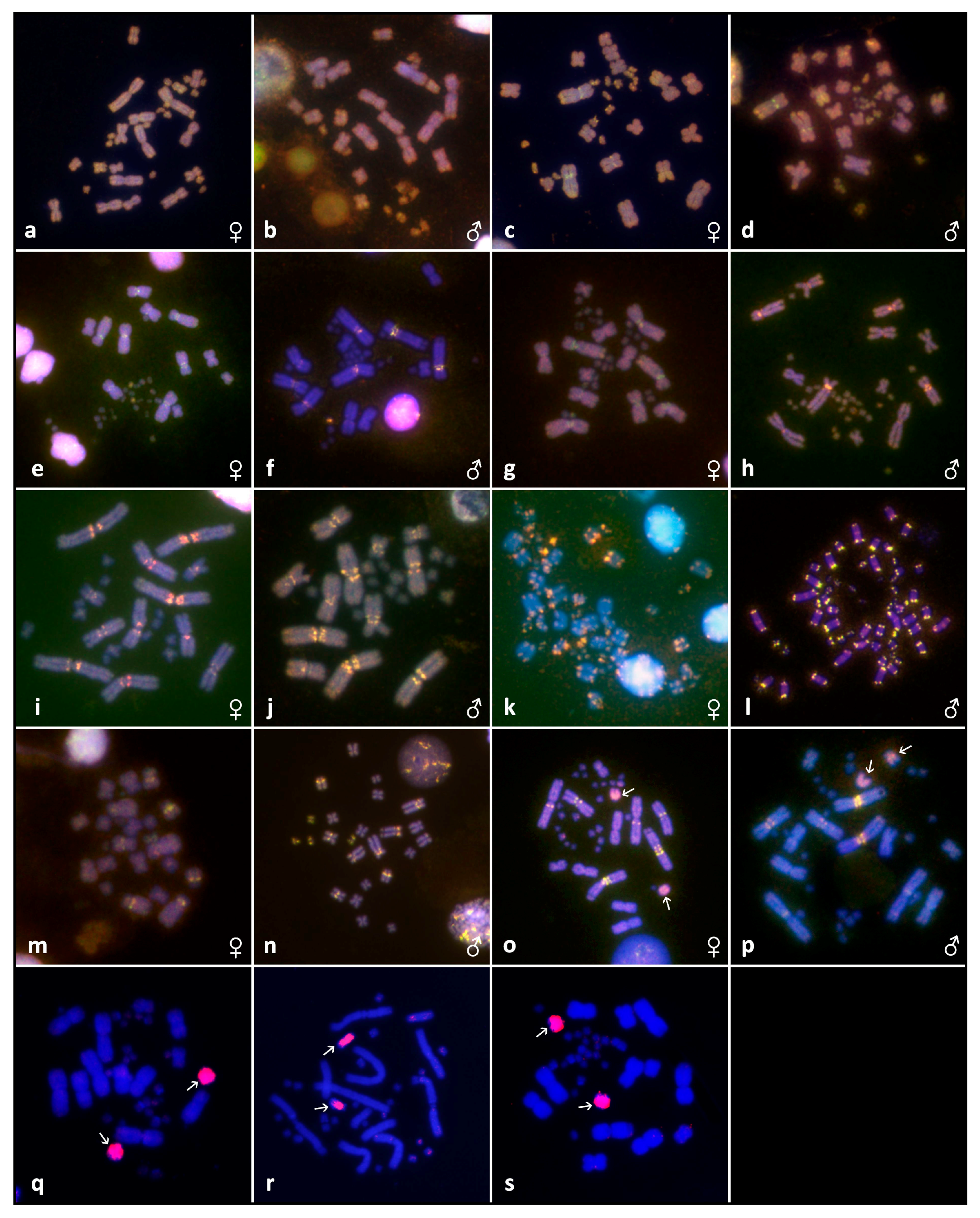 Genes 08 00382 g004