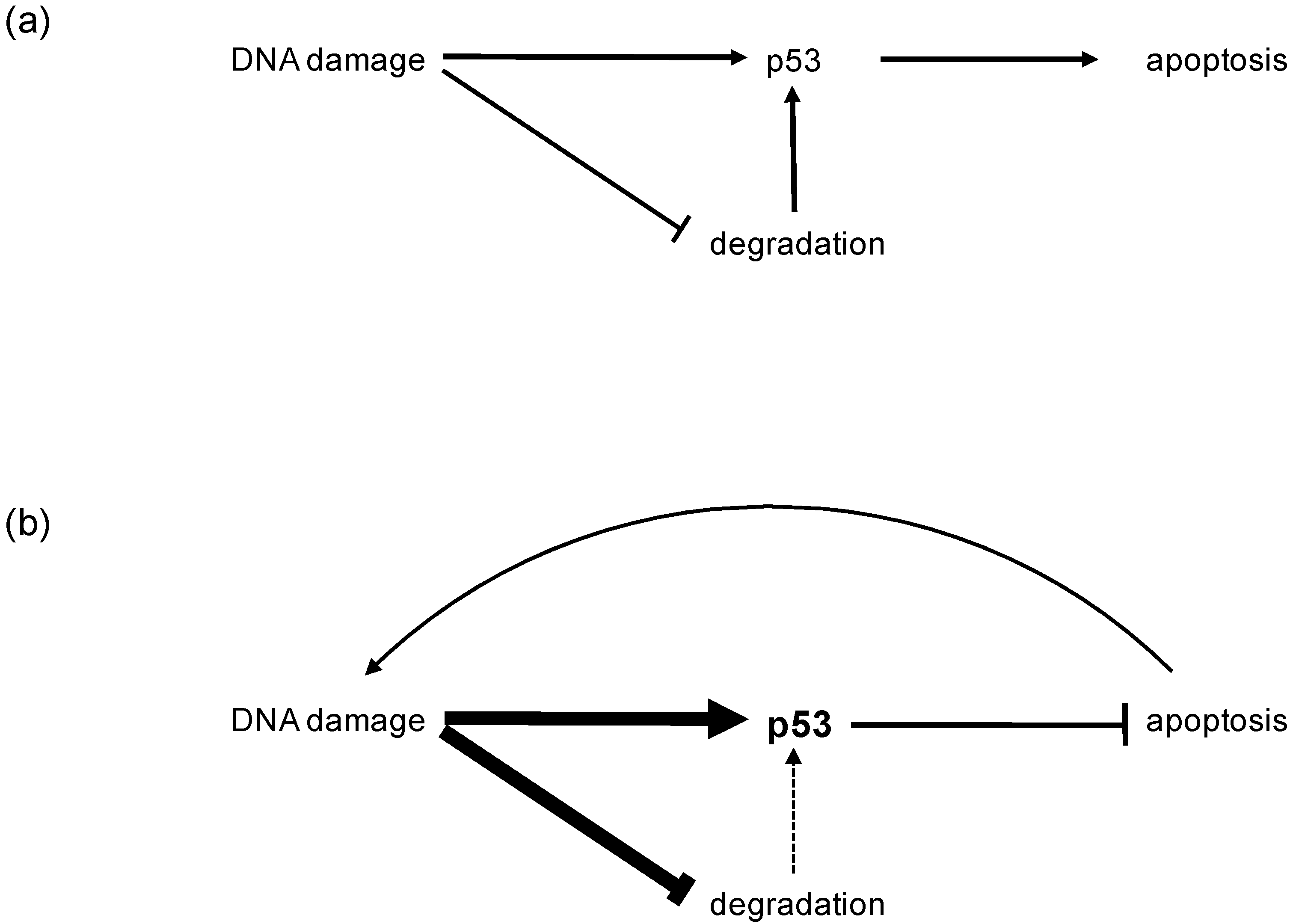 The Tumor Suppressor p53 in Mucosal Melanoma ... Biology Diagrams