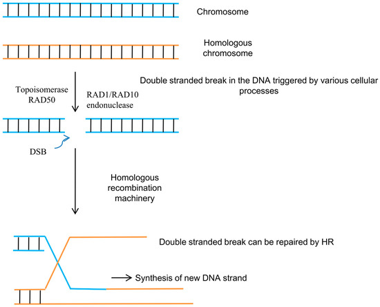 Genes, Free Full-Text