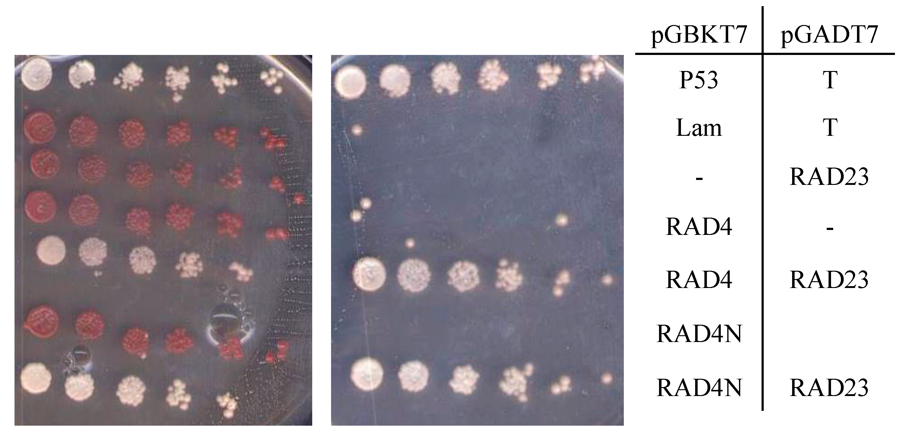 Genes 09 00008 g003 550