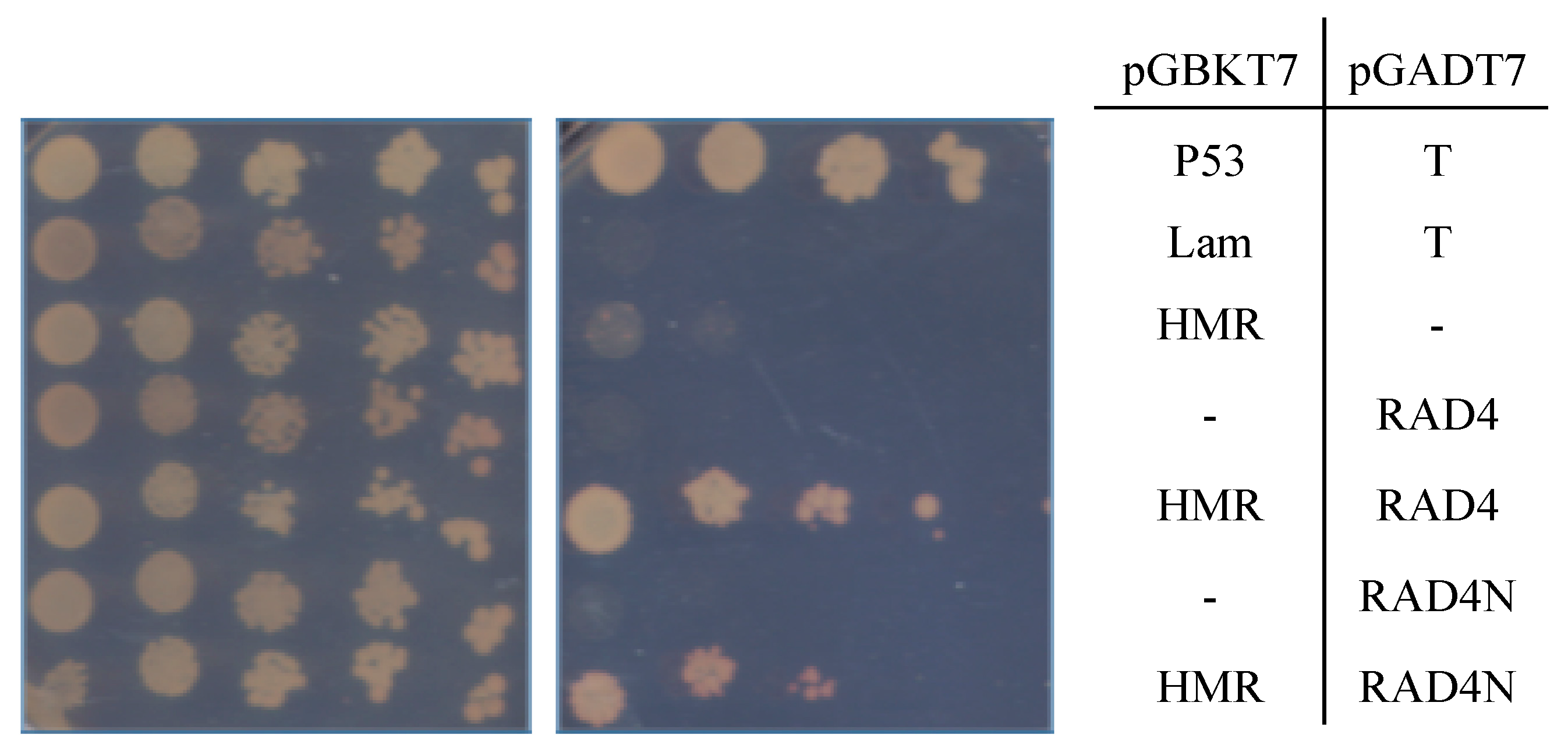 Genes 09 00008 g004 550