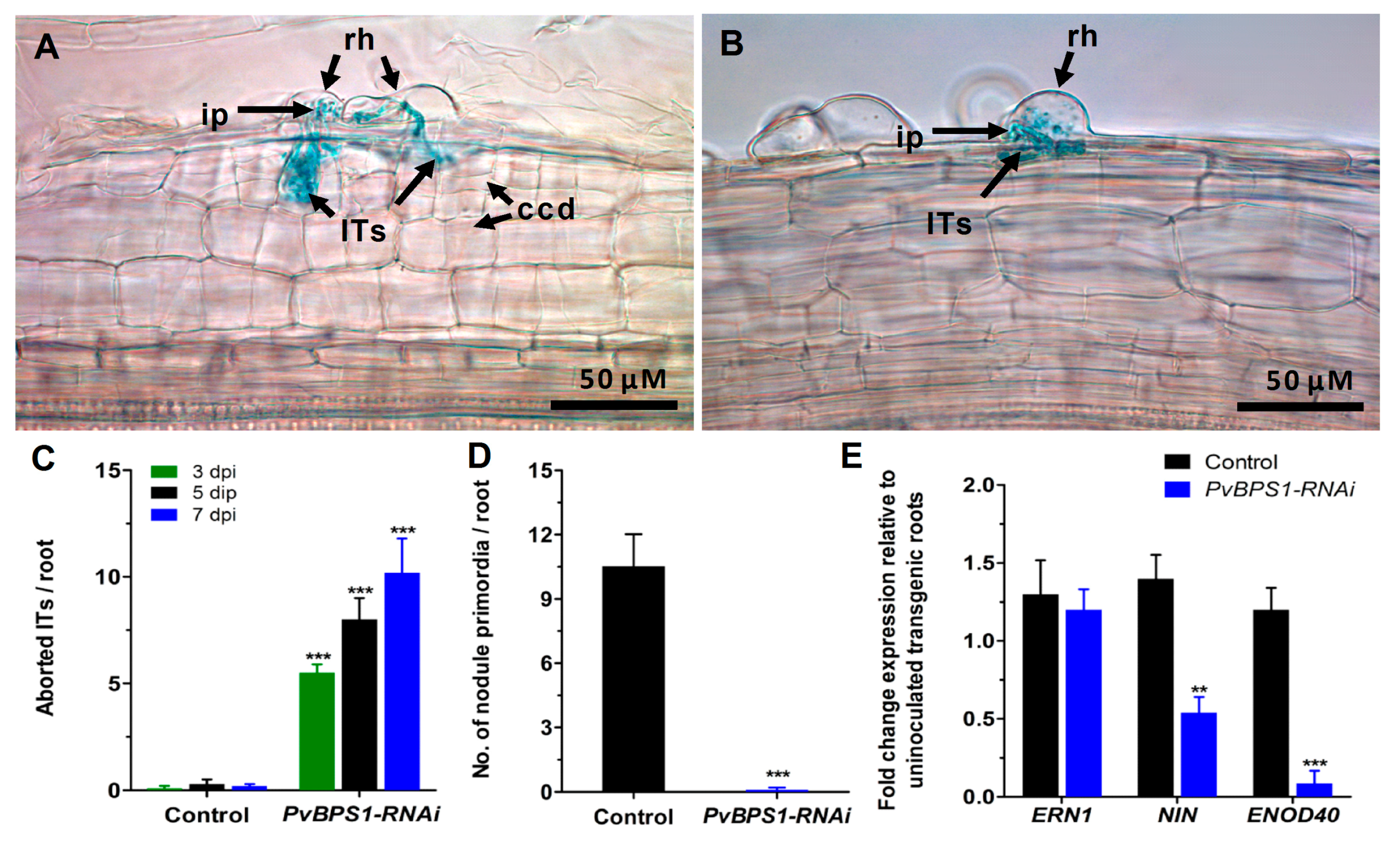 Genes 09 00011 g005 Genes 09 00011 g005