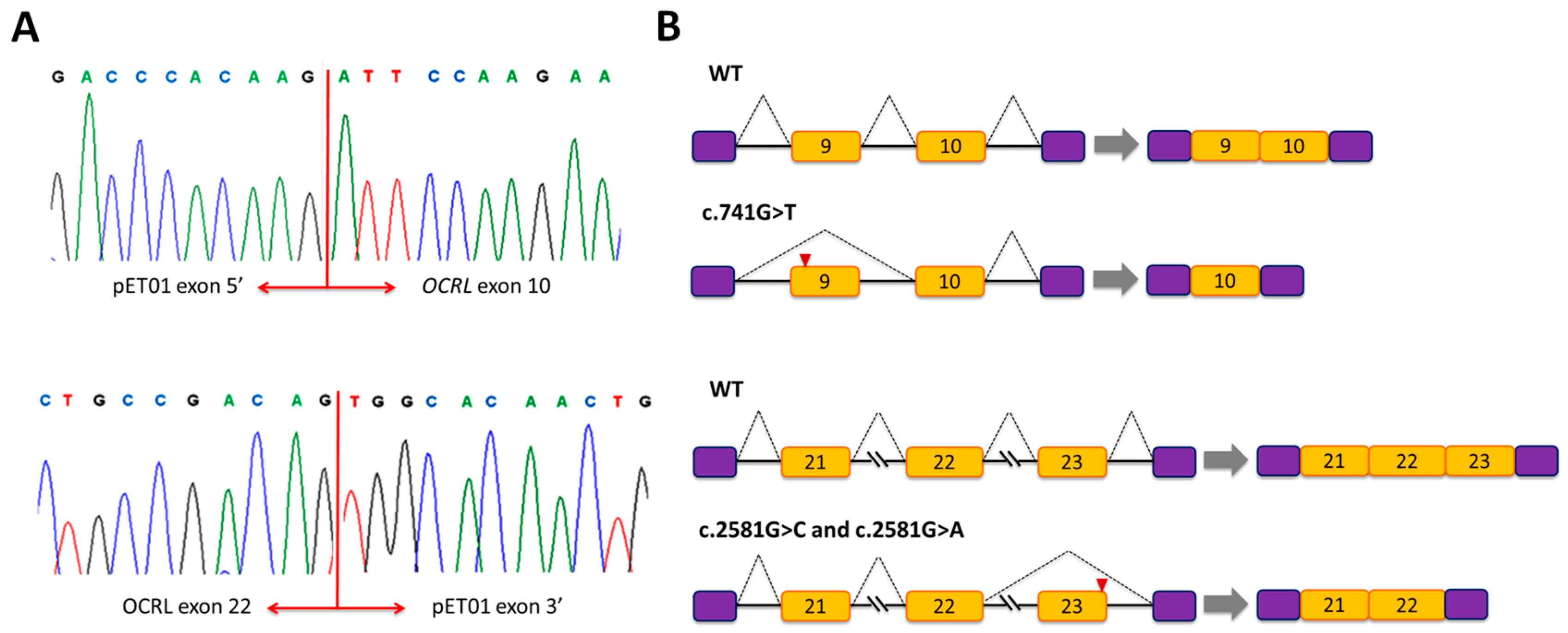 Genes 09 00015 g003 Genes 09 00015 g003
