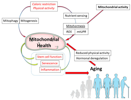 The Aging Mitochondria