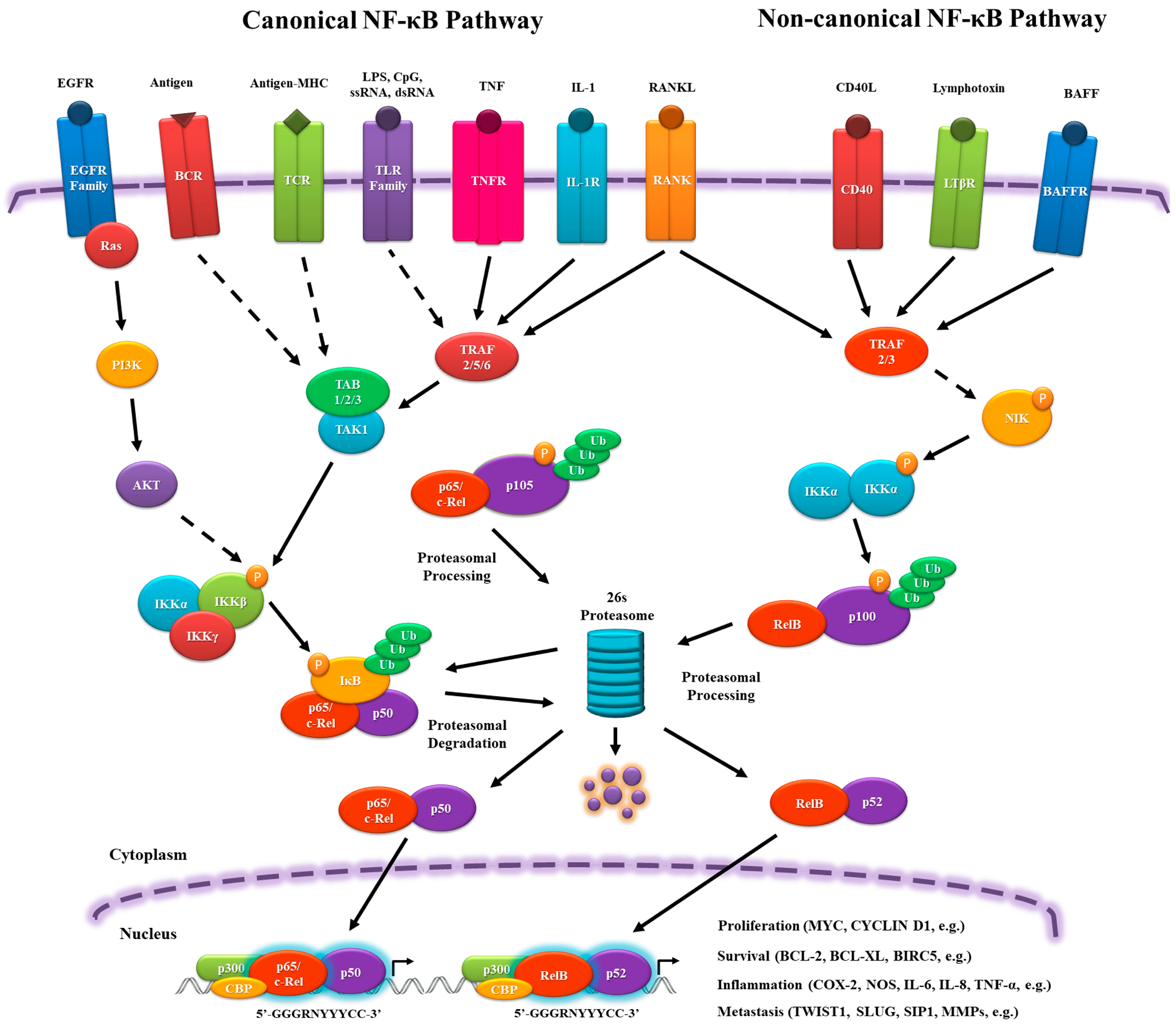 werper appel Cursus Genes | Free Full-Text | NF-kappaB: Two Sides of the Same Coin