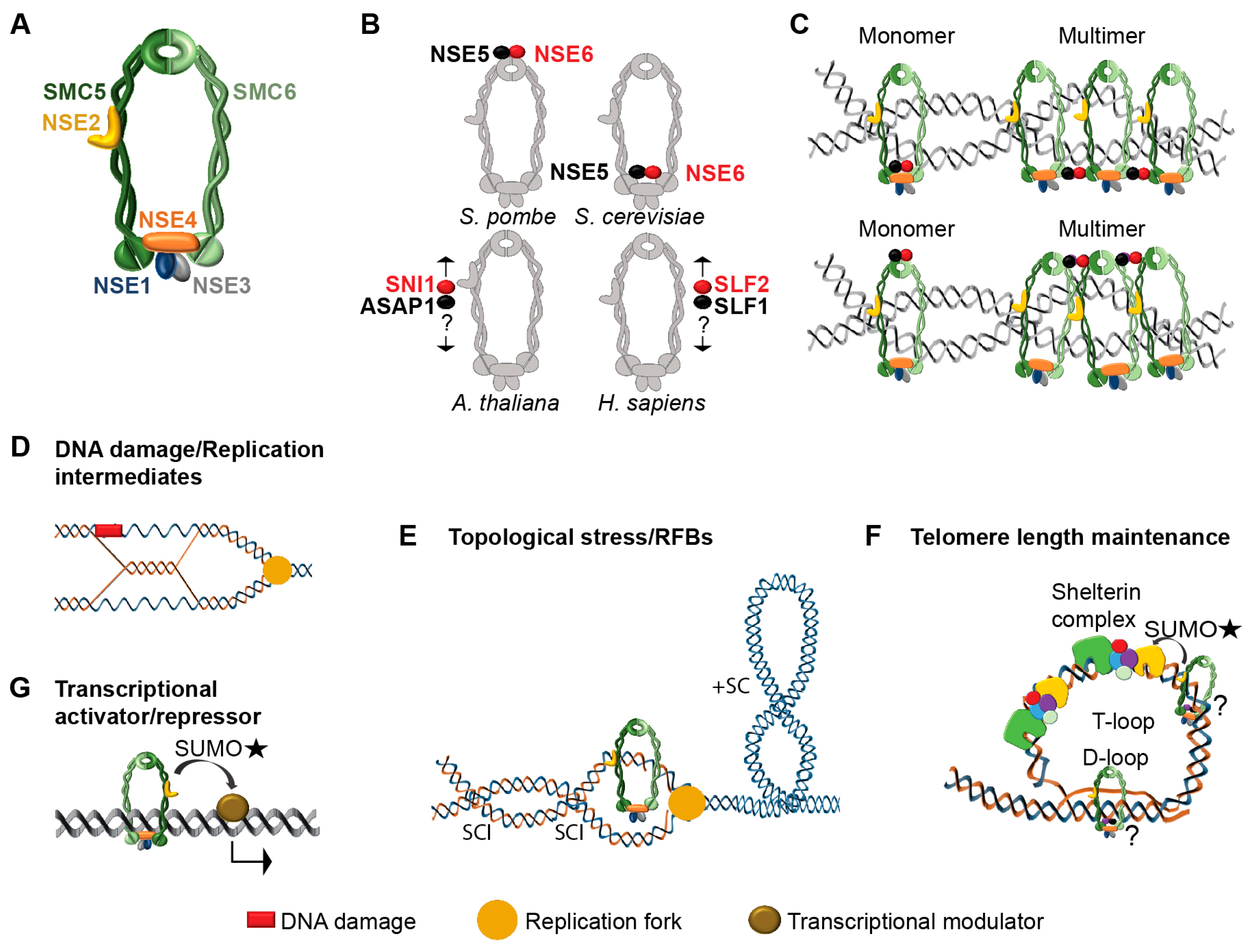 Genes 09 00036 g001