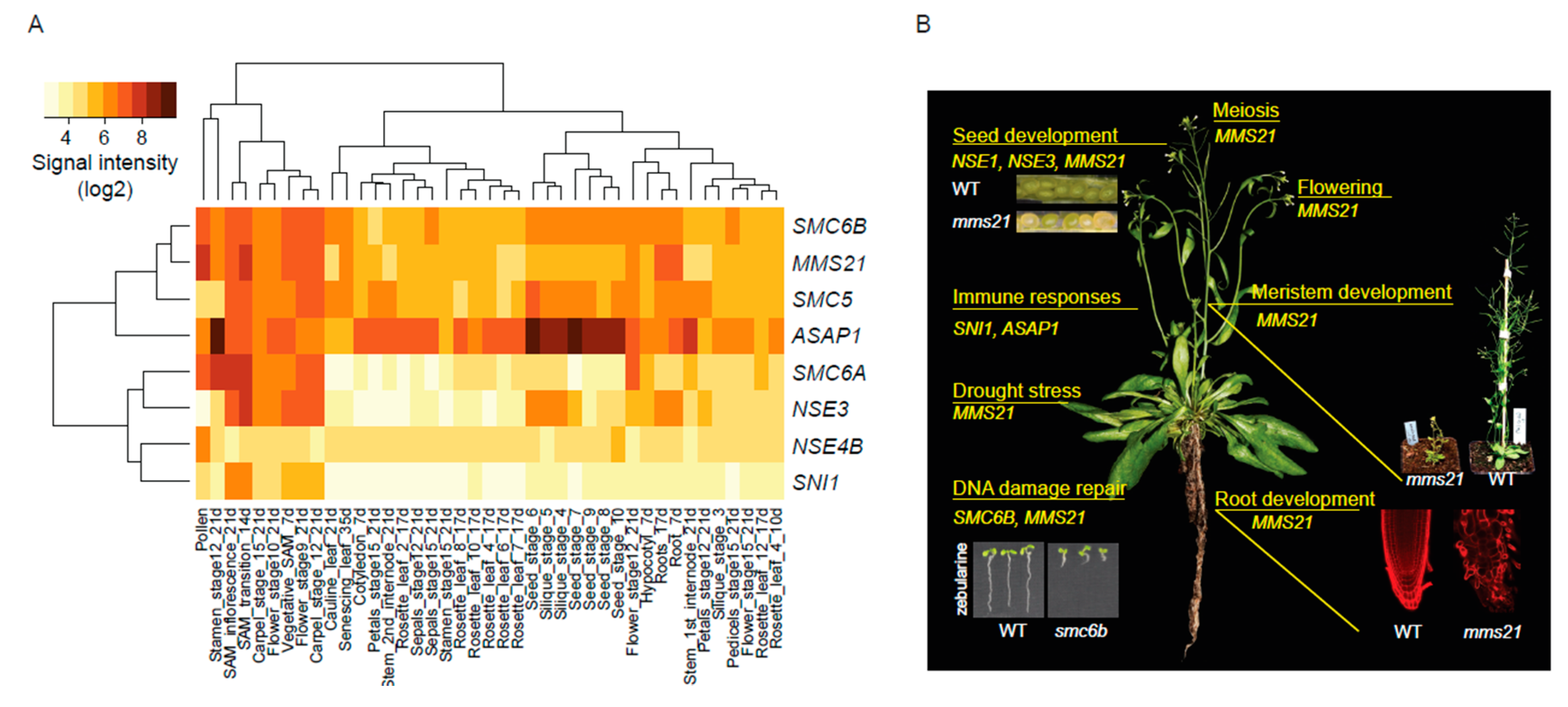 Genes 09 00036 g002