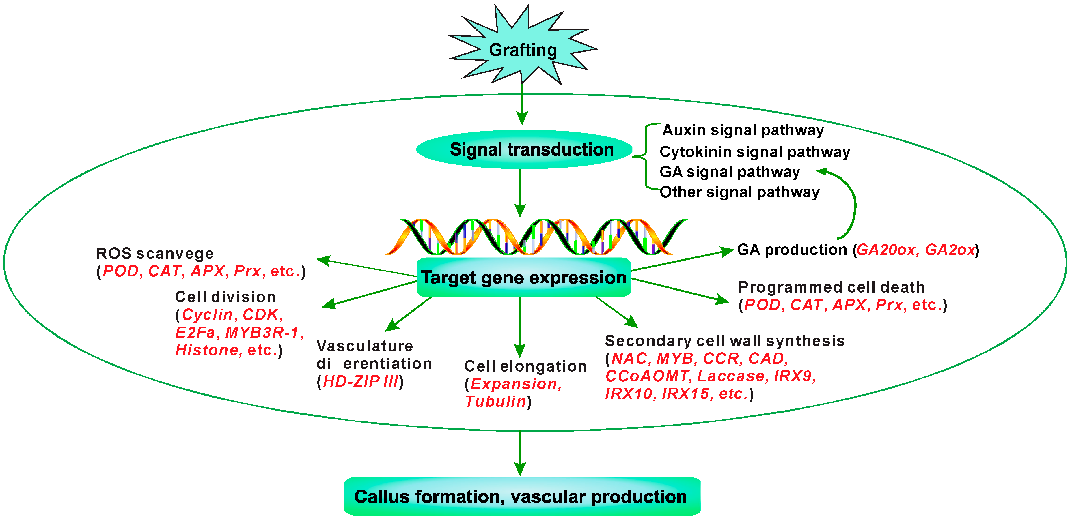 Genes 09 00071 g010