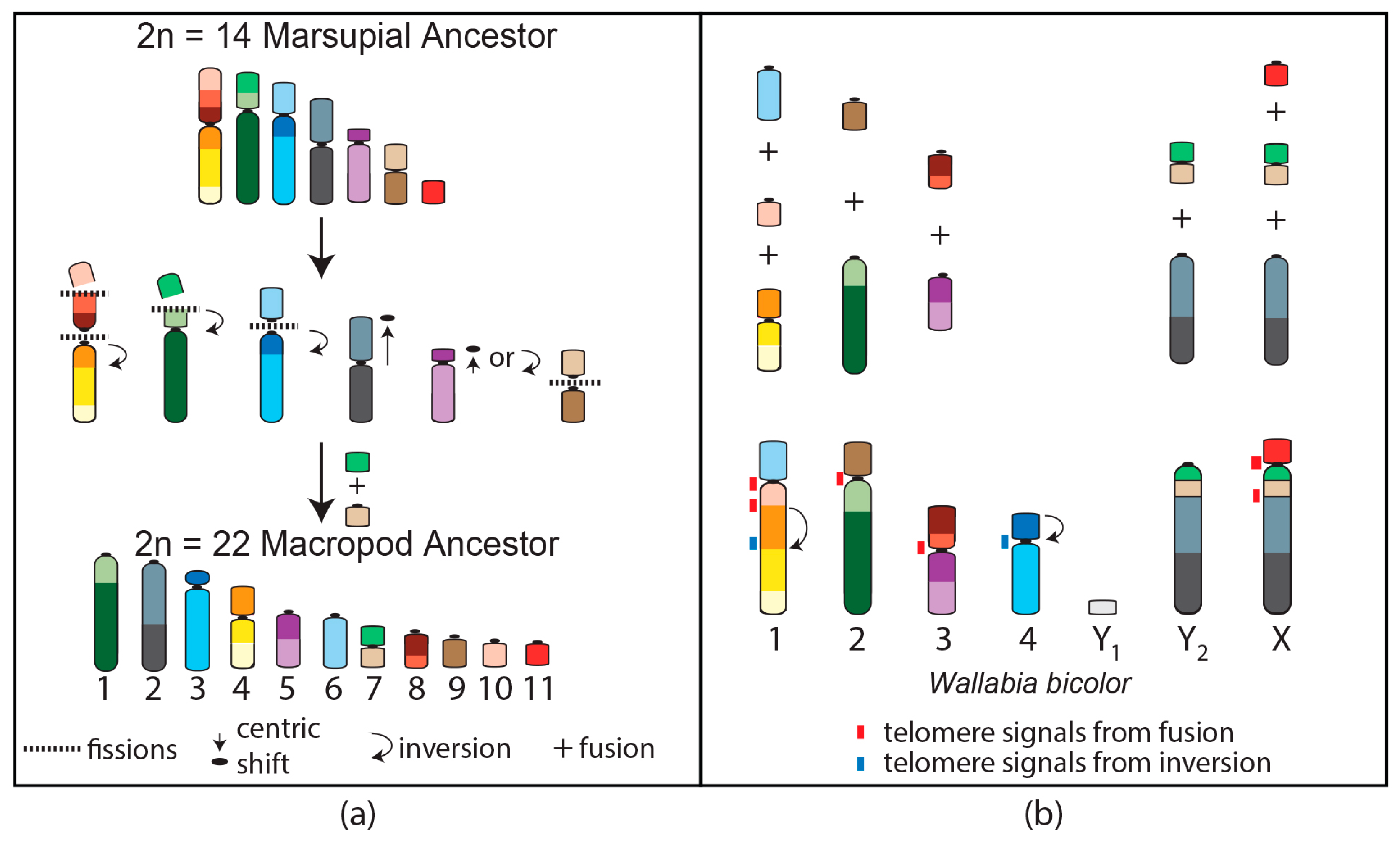 Genes 09 00072 g003 Genes 09 00072 g003