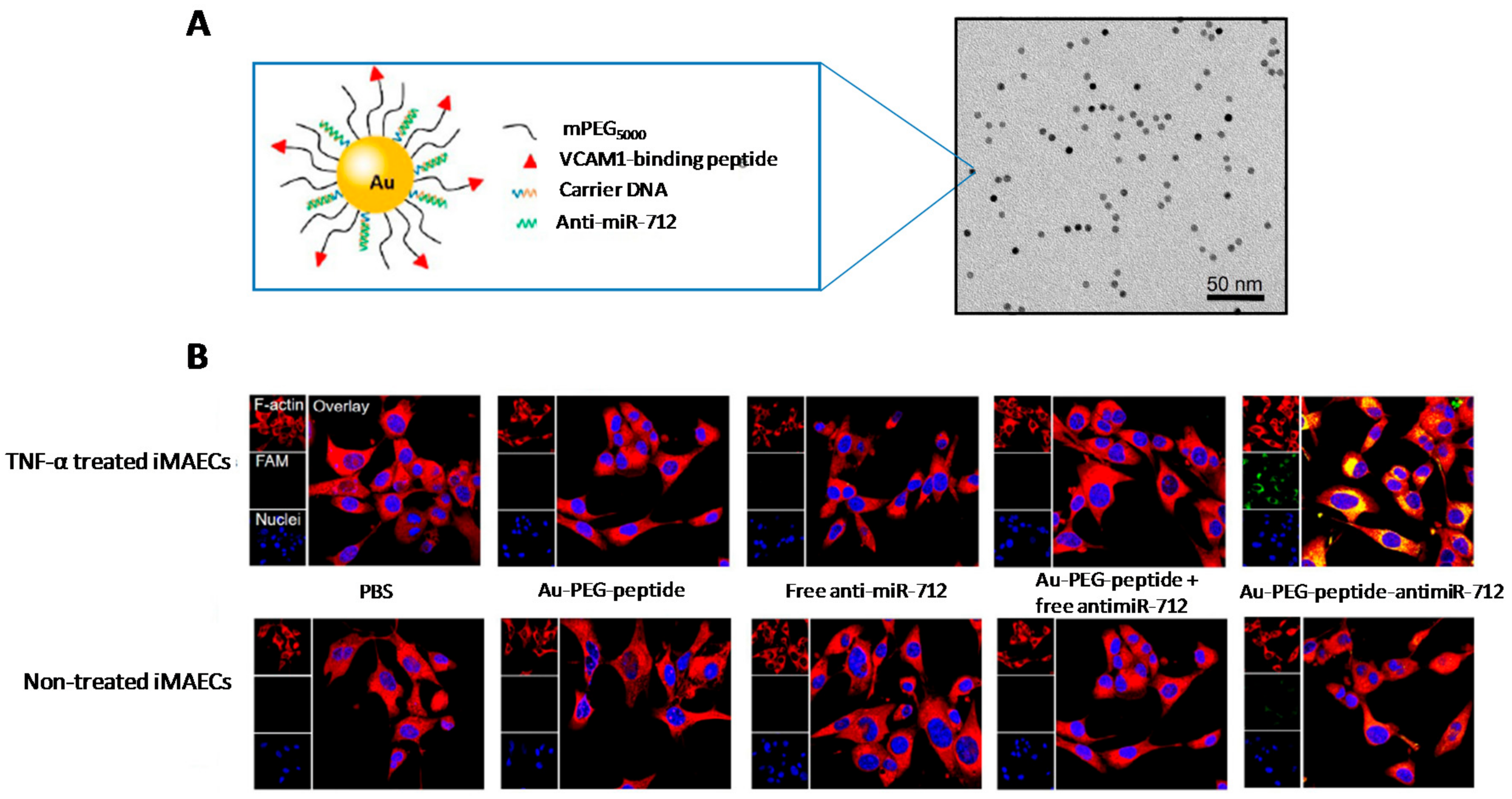 Genes 09 00074 g009 Genes 09 00074 g009