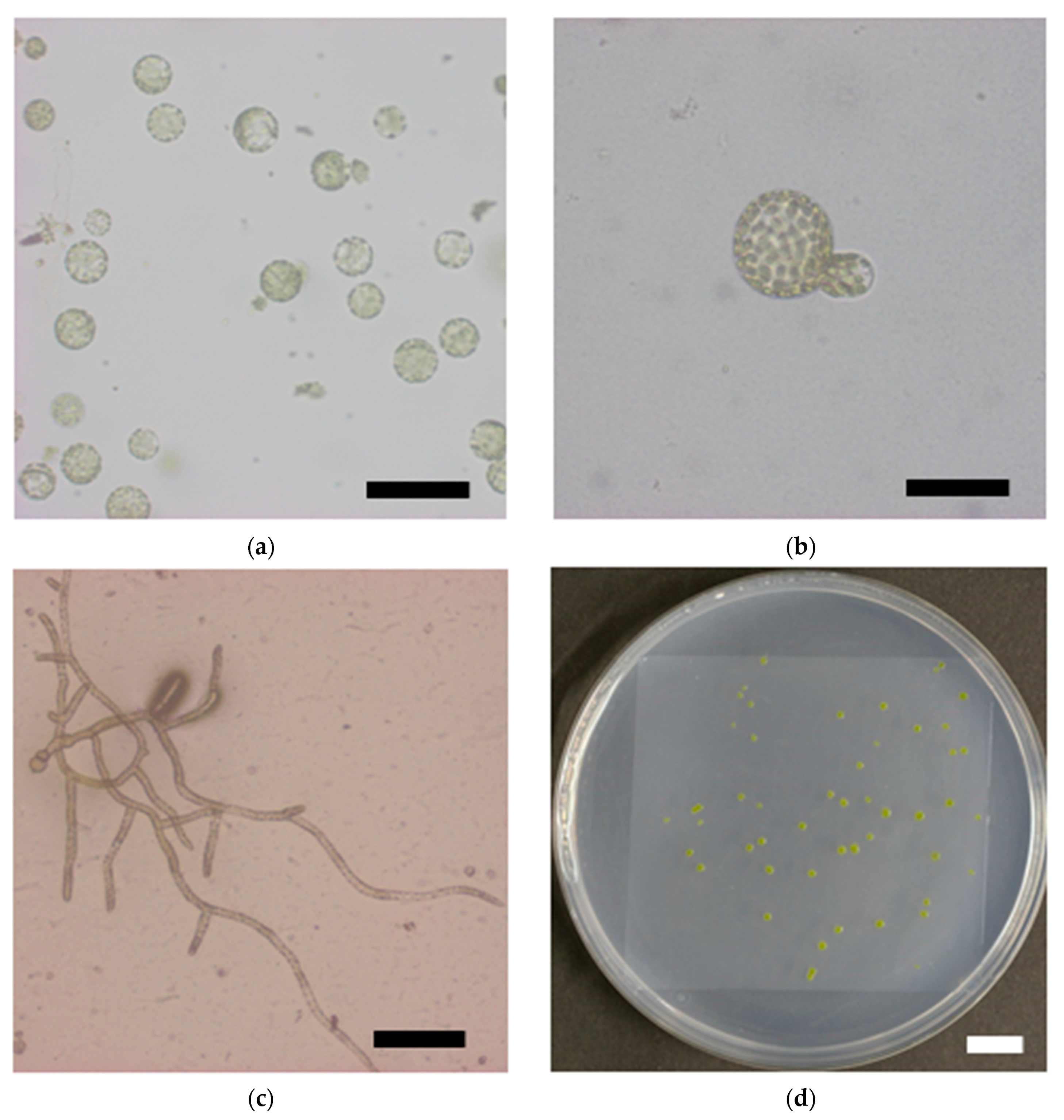 Genes 09 00076 g003a 550