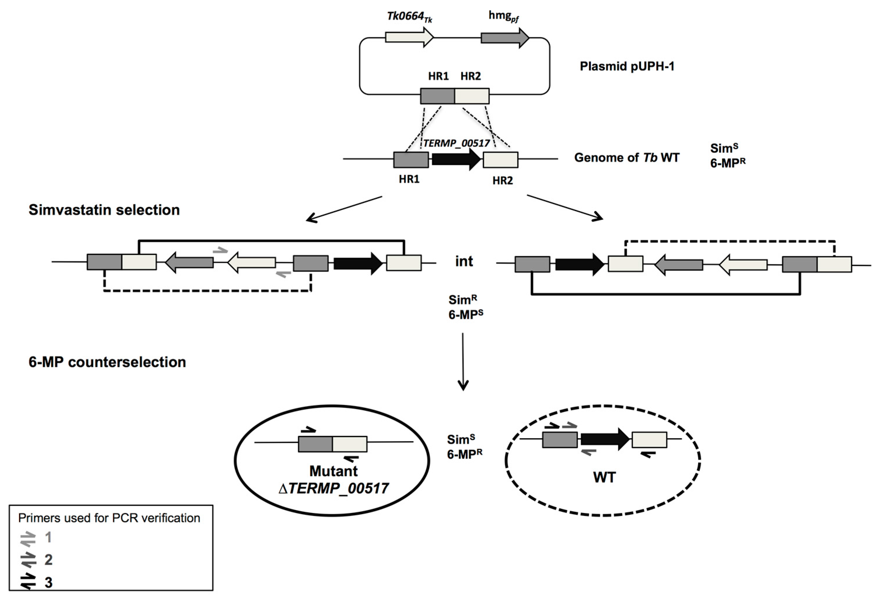 Genes 09 00077 g002 Genes 09 00077 g002
