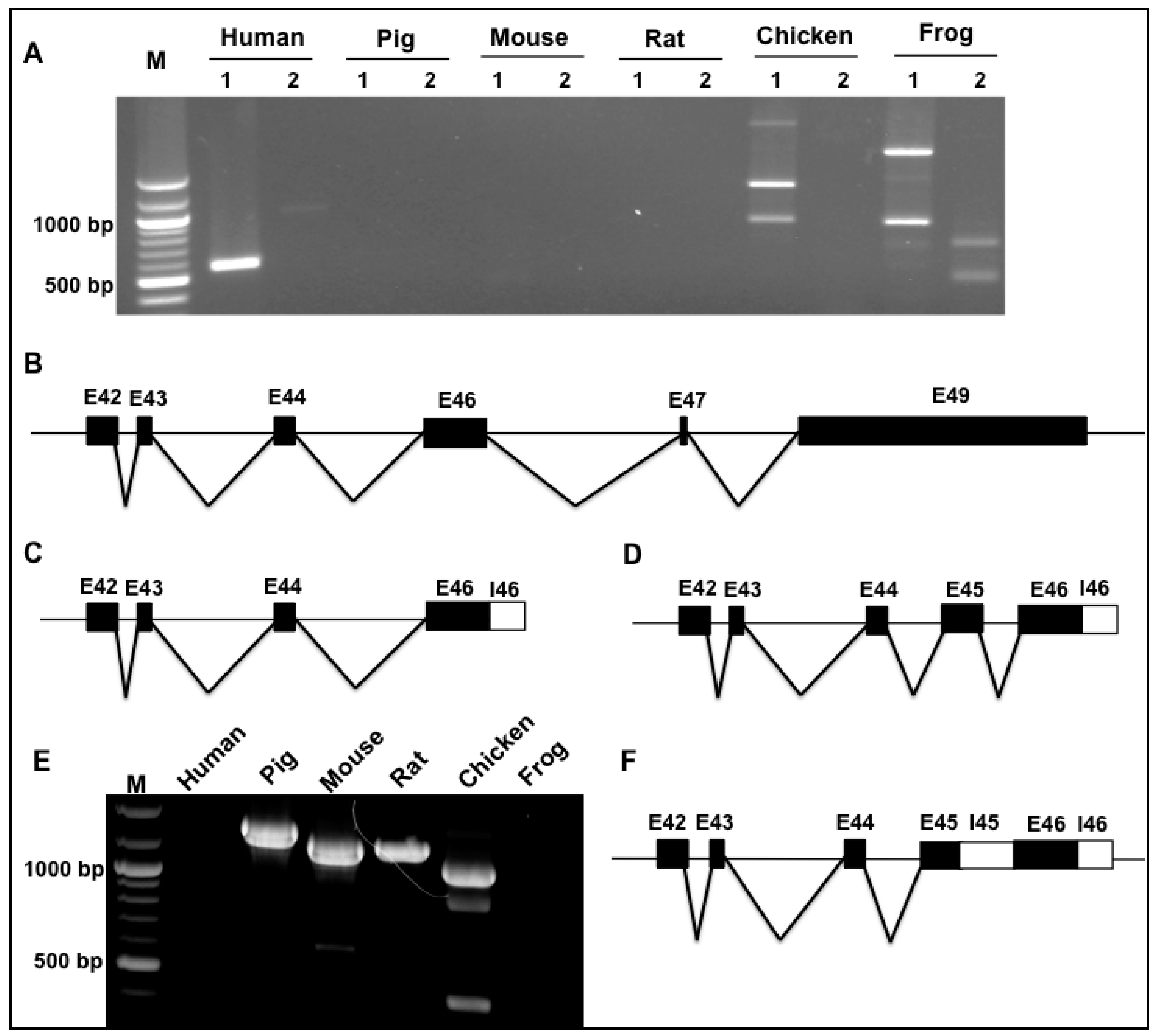 Genes 09 00086 g003 550