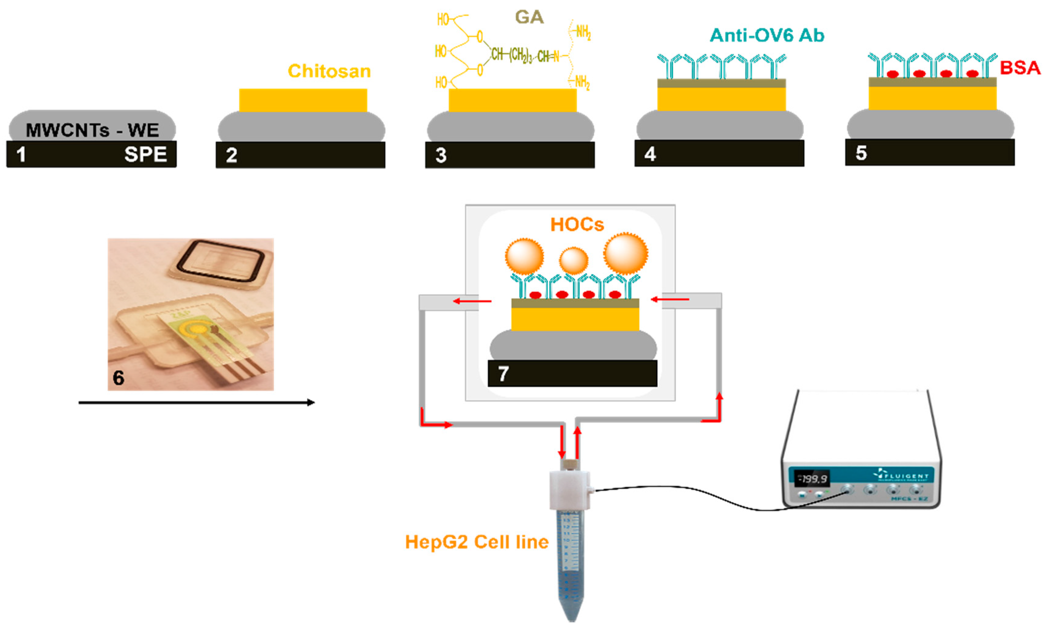 Genes 09 00089 g001