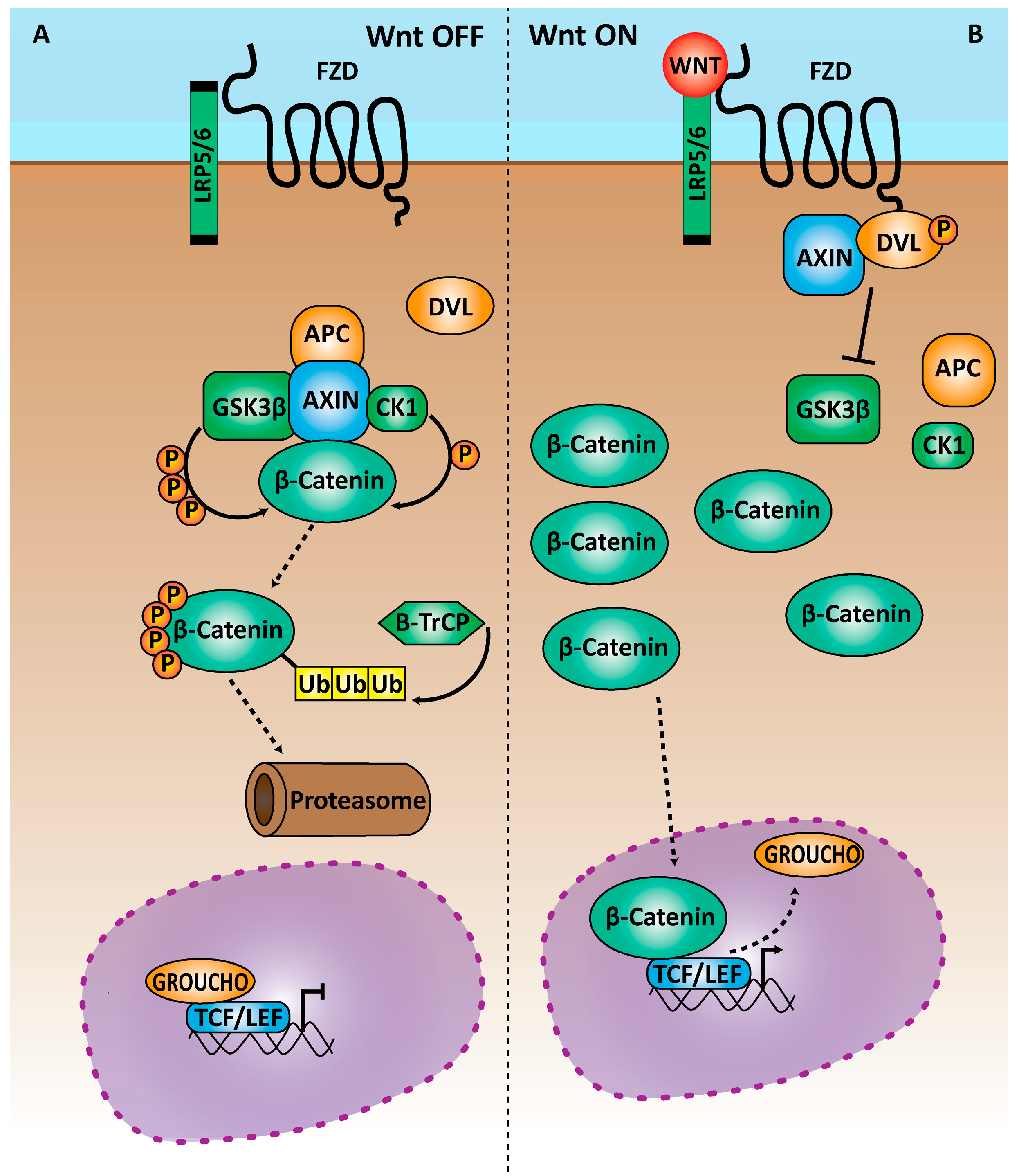 Genes | Free Full-Text | The Pleiotropic Effects of the Canonical Wnt