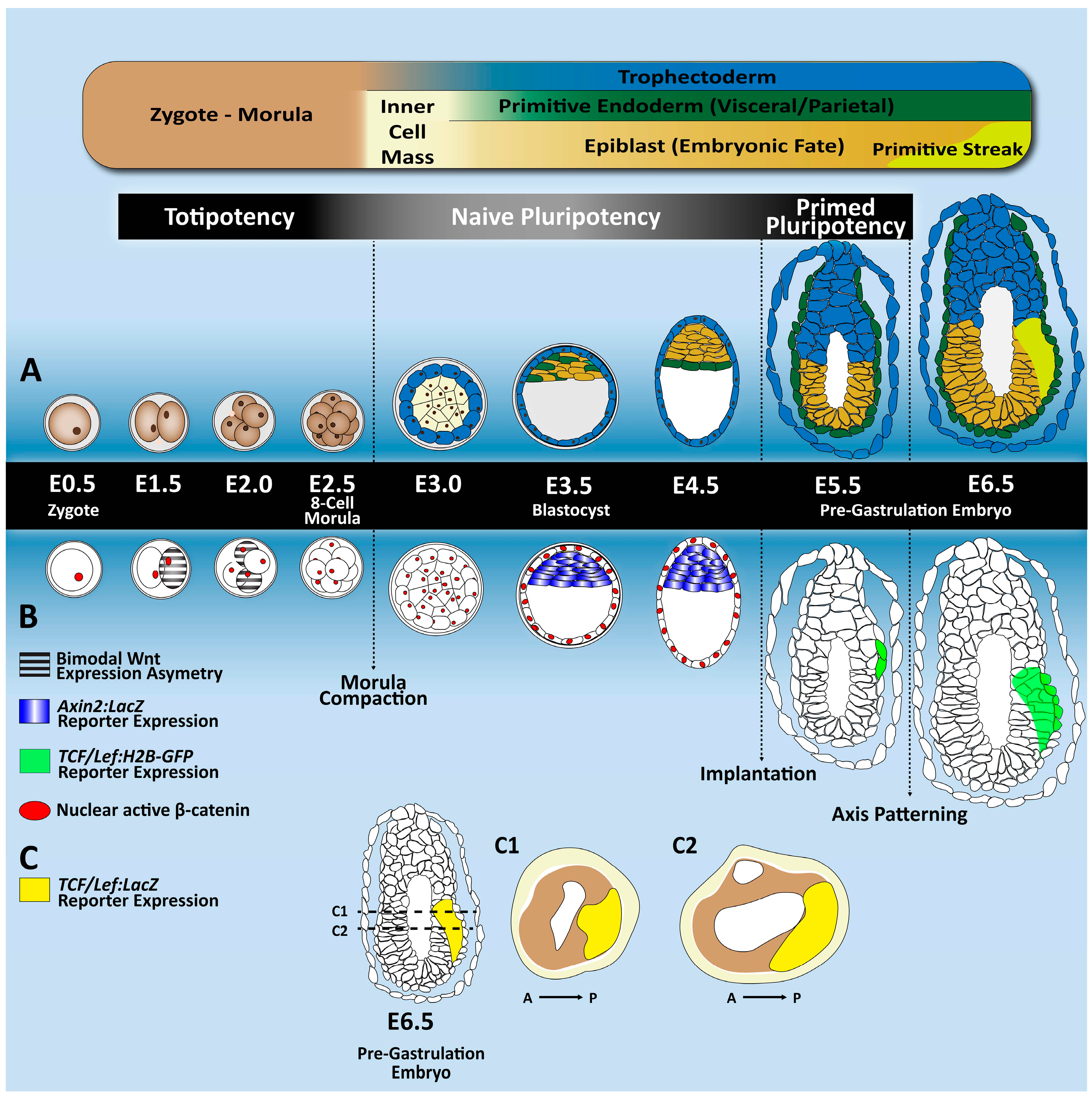 Genes 09 00093 g002 Genes 09 00093 g002