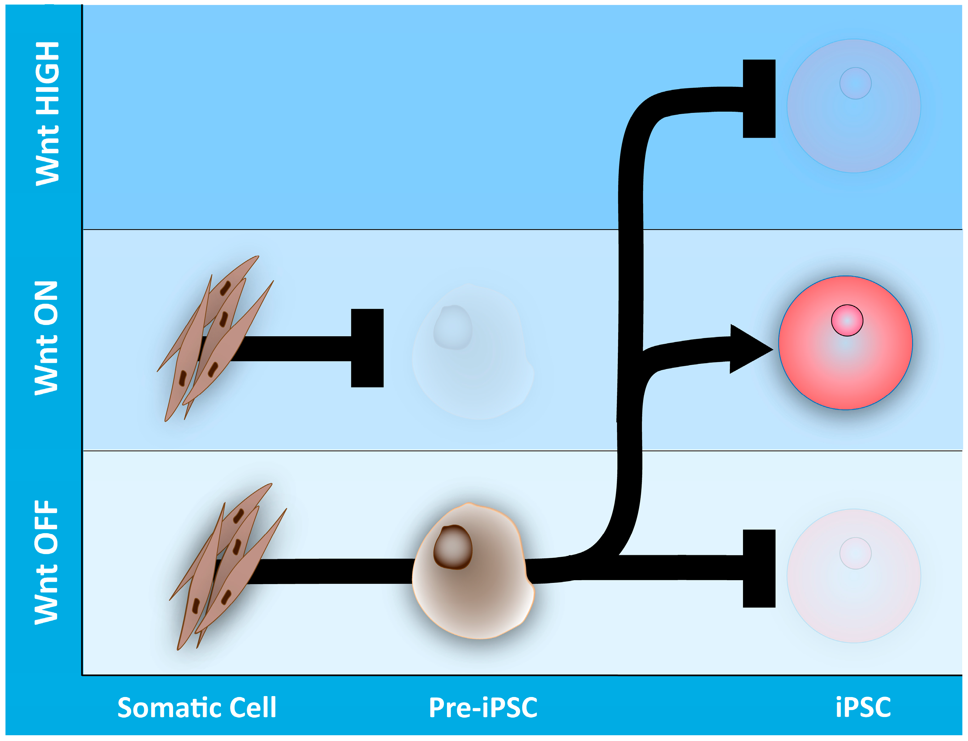 Genes 09 00093 g004 Genes 09 00093 g004