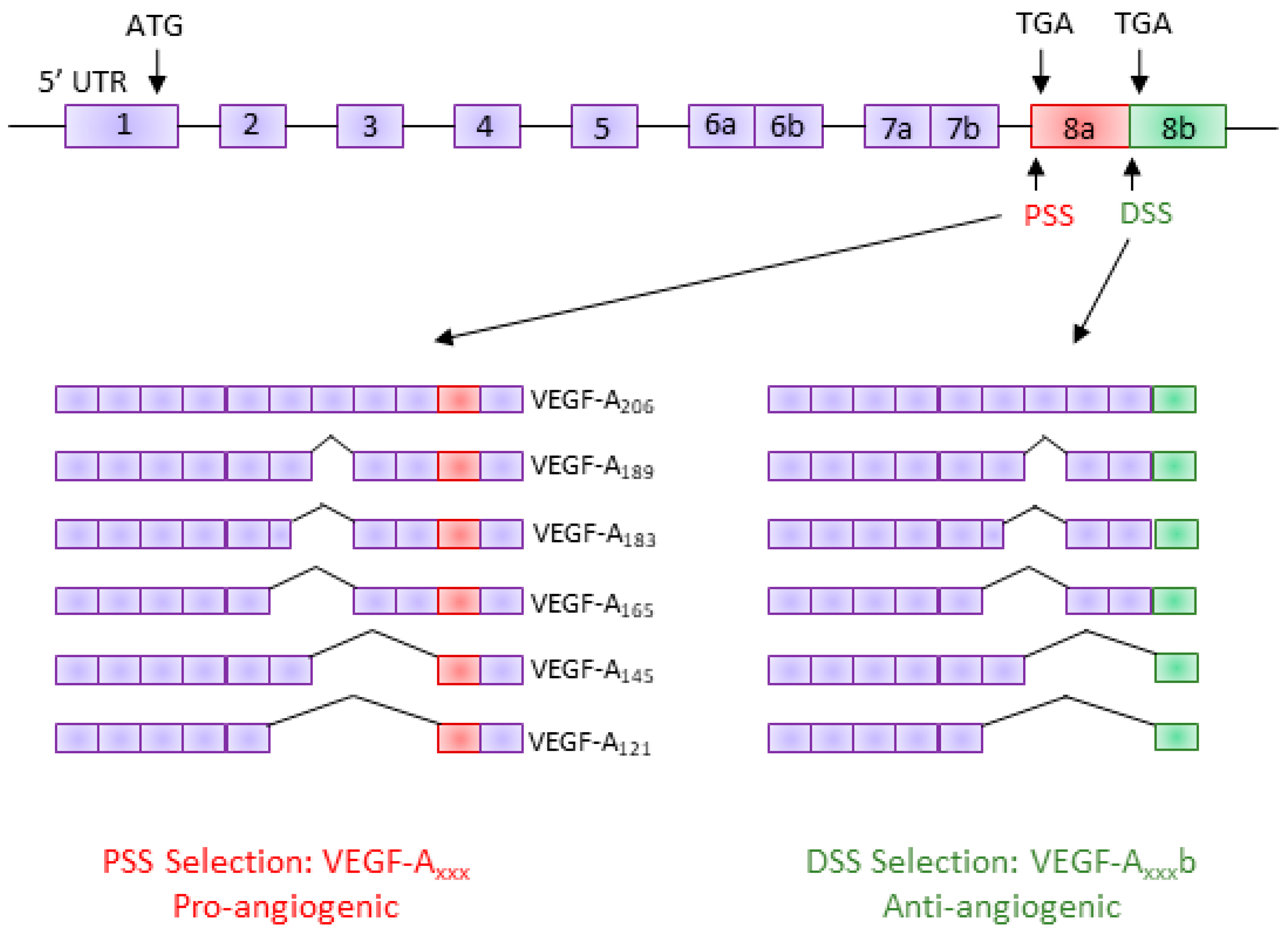 Genes 09 00098 g001 550