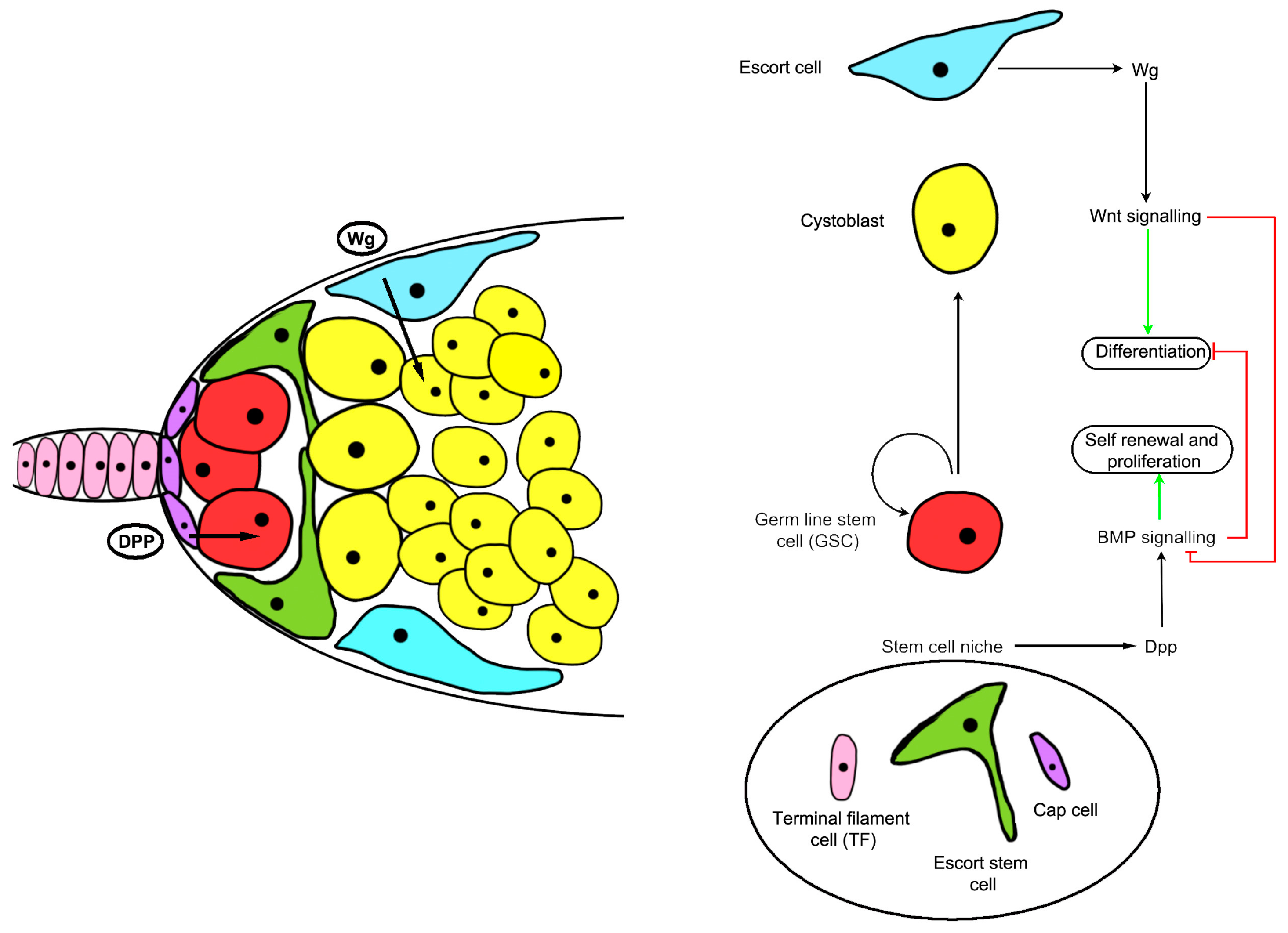 Genes 09 00101 g002 Genes 09 00101 g002