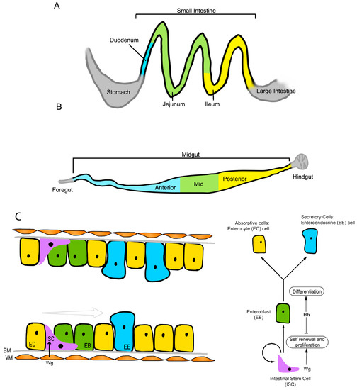 Genes February 2018 Browse Articles