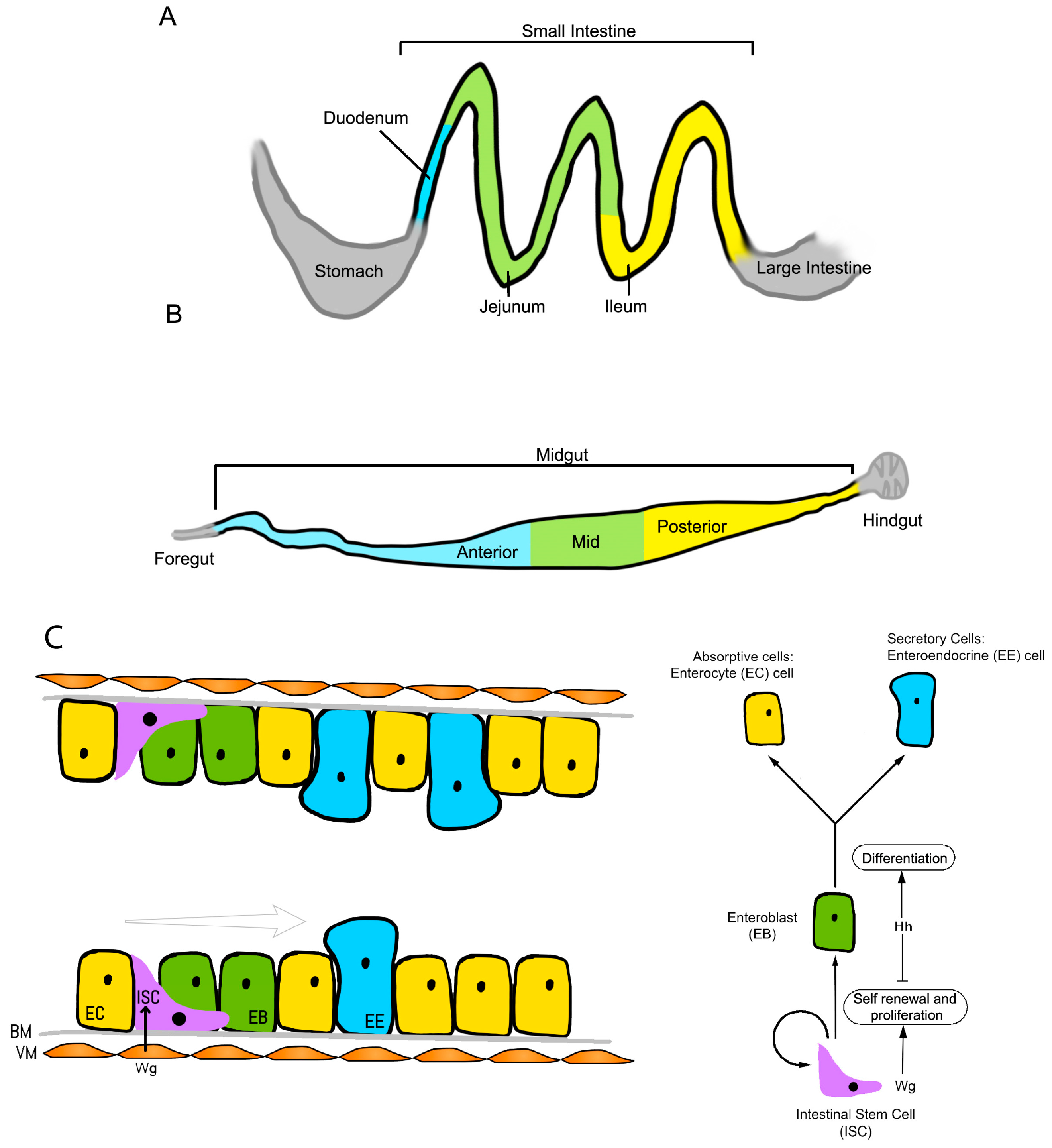 Genes 09 00101 g003 Genes 09 00101 g003
