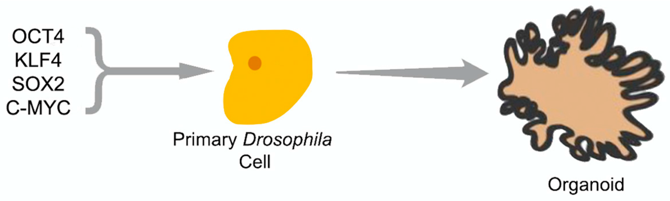 Genes 09 00101 g004 Genes 09 00101 g004