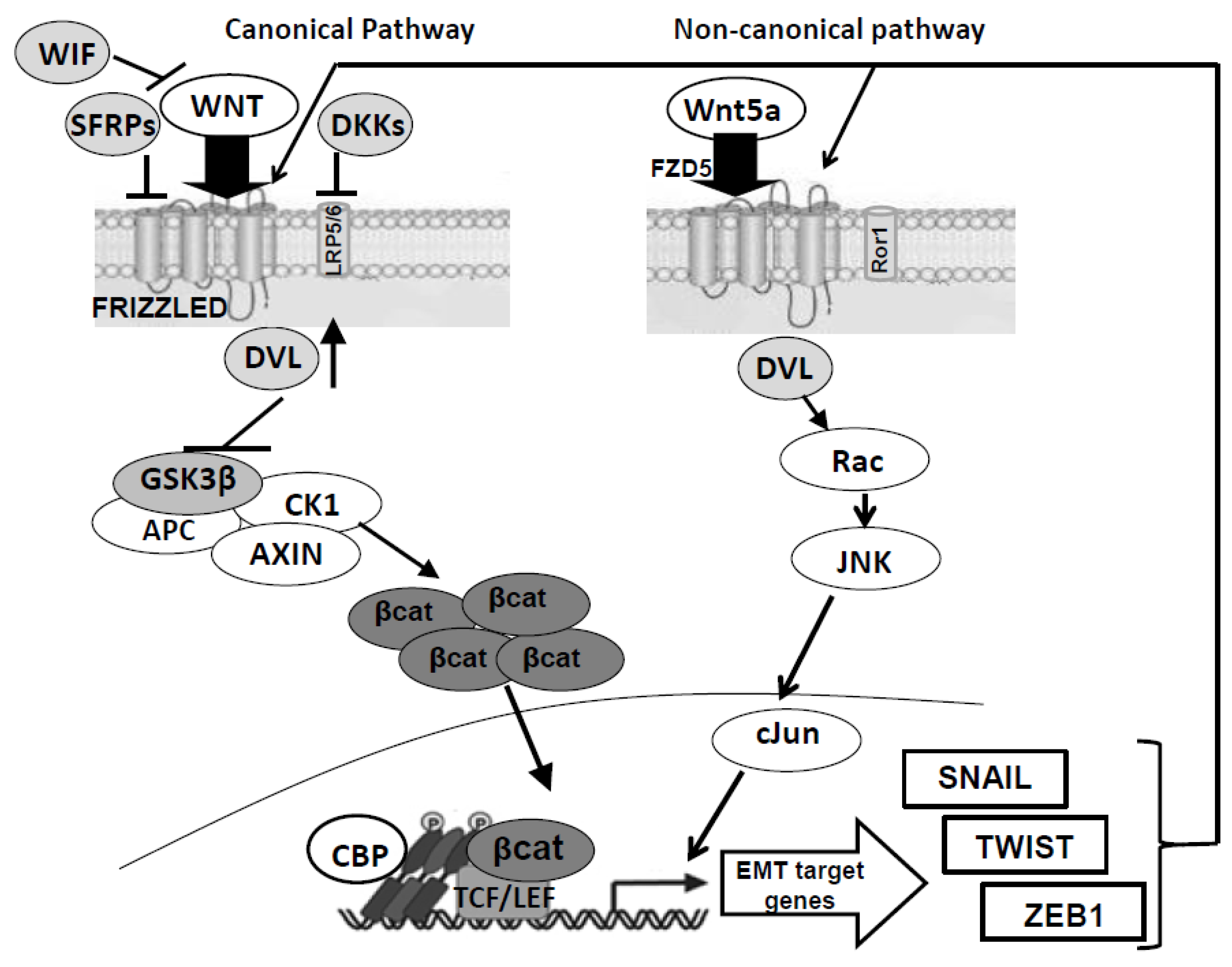 Genes 09 00105 g001 Genes 09 00105 g001